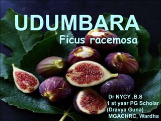 )
UDUMBARA
Dr NYCY .B.S
1 st year PG Scholar
(Dravya Guna)
MGACHRC, Wardha
Ficus racemosa
 