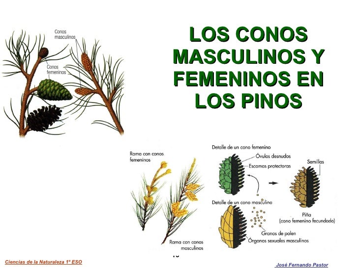 LAS PLANTAS
