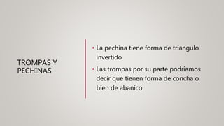 TROMPAS Y
PECHINAS
• La pechina tiene forma de triangulo
invertido
• Las trompas por su parte podríamos
decir que tienen forma de concha o
bien de abanico
 