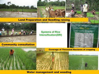 Systems of Rice
Intensification(SRI)
Water management and weeding
Coverage of Thousand Hectares of cropping
Community consultation
Land Preparation and Seedling raising
 