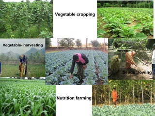 Vegetable cropping
Seeds Sowing
Vegetable- harvesting
Nutrition farming
 