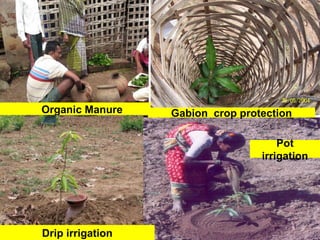Organic Manure
Pot
irrigation
Drip irrigation
Gabion crop protection
 