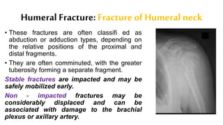 Humeral Fracture: Fracture of Humeral neck
• These fractures are often classifi ed as
abduction or adduction types, depending on
the relative positions of the proximal and
distal fragments.
• They are often comminuted, with the greater
tuberosity forming a separate fragment.
Stable fractures are impacted and may be
safely mobilized early.
Non - impacted fractures may be
considerably displaced and can be
associated with damage to the brachial
plexus or axillary artery.
 