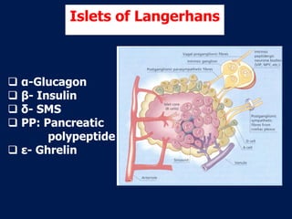 Islets of Langerhans
 α-Glucagon
 β- Insulin
 δ- SMS
 PP: Pancreatic
polypeptide
 ε- Ghrelin
 