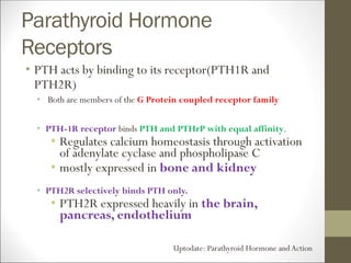 Parathyroid Hormone
Receptors
• PTH acts by binding to its receptor(PTH1R and
PTH2R)
• Both are members of the G Protein coupled receptor family
• PTH-1R receptor binds PTH and PTHrP with equal affinity.
• Regulates calcium homeostasis through activation
of adenylate cyclase and phospholipase C
• mostly expressed in bone and kidney
• PTH2R selectively binds PTH only.
• PTH2R expressed heavily in the brain,
pancreas, endothelium
Uptodate: Parathyroid Hormone andAction
 