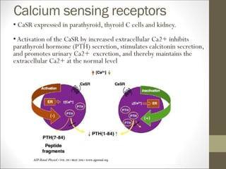 Calcium sensing receptors
• CaSR expressed in parathyroid, thyroid C cells and kidney.
•Activation of the CaSR by increased extracellular Ca2+ inhibits
parathyroid hormone (PTH) secretion, stimulates calcitonin secretion,
and promotes urinary Ca2+ excretion, and thereby maintains the
extracellular Ca2+ at the normal level
 