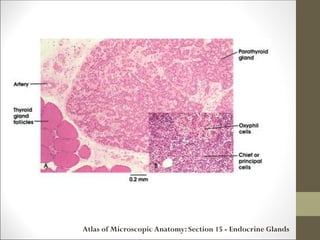 Atlas of Microscopic Anatomy: Section 15 - Endocrine Glands
 