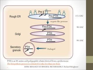 115-AAC
trypsin-like protease
90-AAC
84-AAC
PTH is an 84-amino acid polypeptide (chain) derived from a prohormone
The biosynthetic process is estimated to take less than one hour.
BASIC BIOLOGY OF MINERAL METABOLISM, F. Richard Bringhurst
Packaged
 