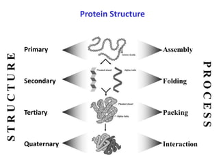 protein_structure-.ppt