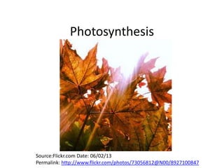 Photosynthesis
Source:Flickr.com Date: 06/02/13
Permalink: http://www.flickr.com/photos/73056812@N00/8927100847
 