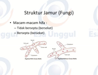 Jamur Multiseluler Struktur Mikroba | PDF