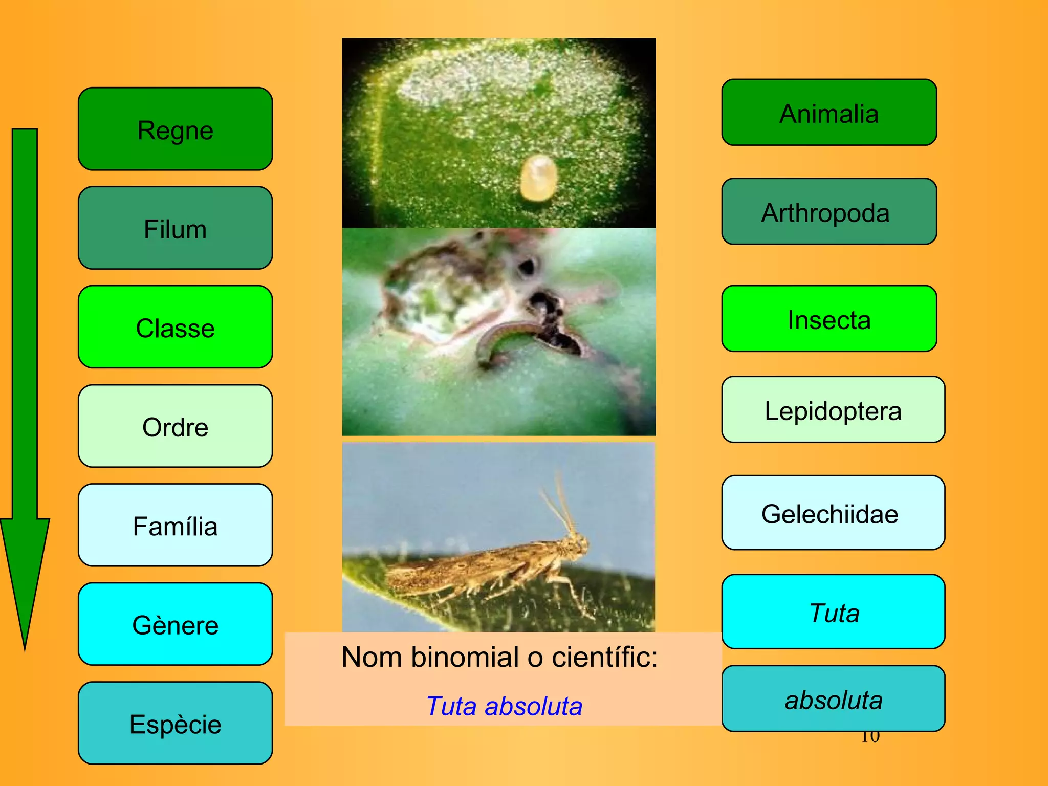 Regne Classe Ordre Família Espècie Gènere Animalia Insecta Lepidoptera Gelechiidae  absoluta Tuta Filum Arthropoda  Nom binomial o científic:   Tuta absoluta 
