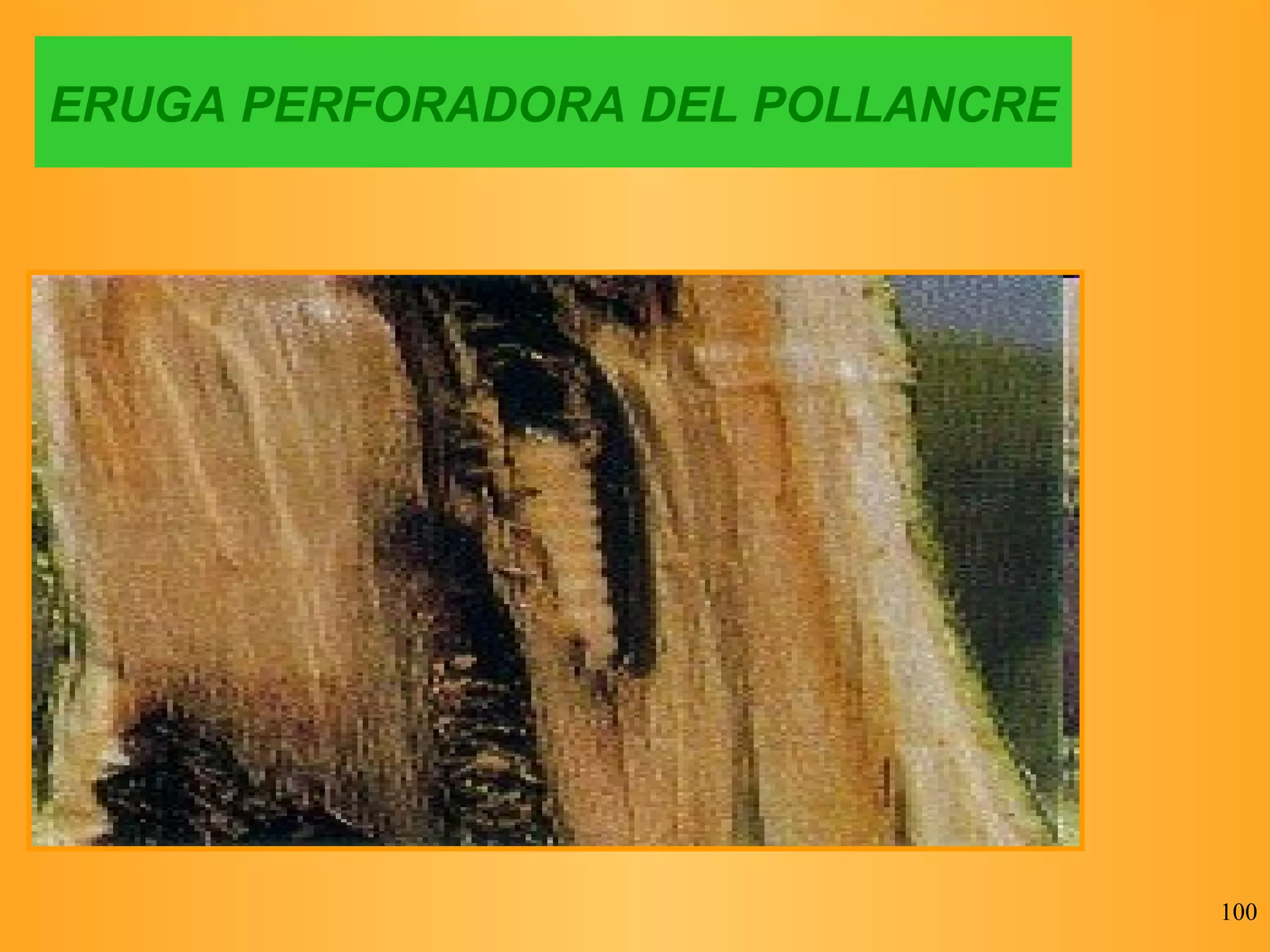 ERUGA PERFORADORA DEL POLLANCRE 