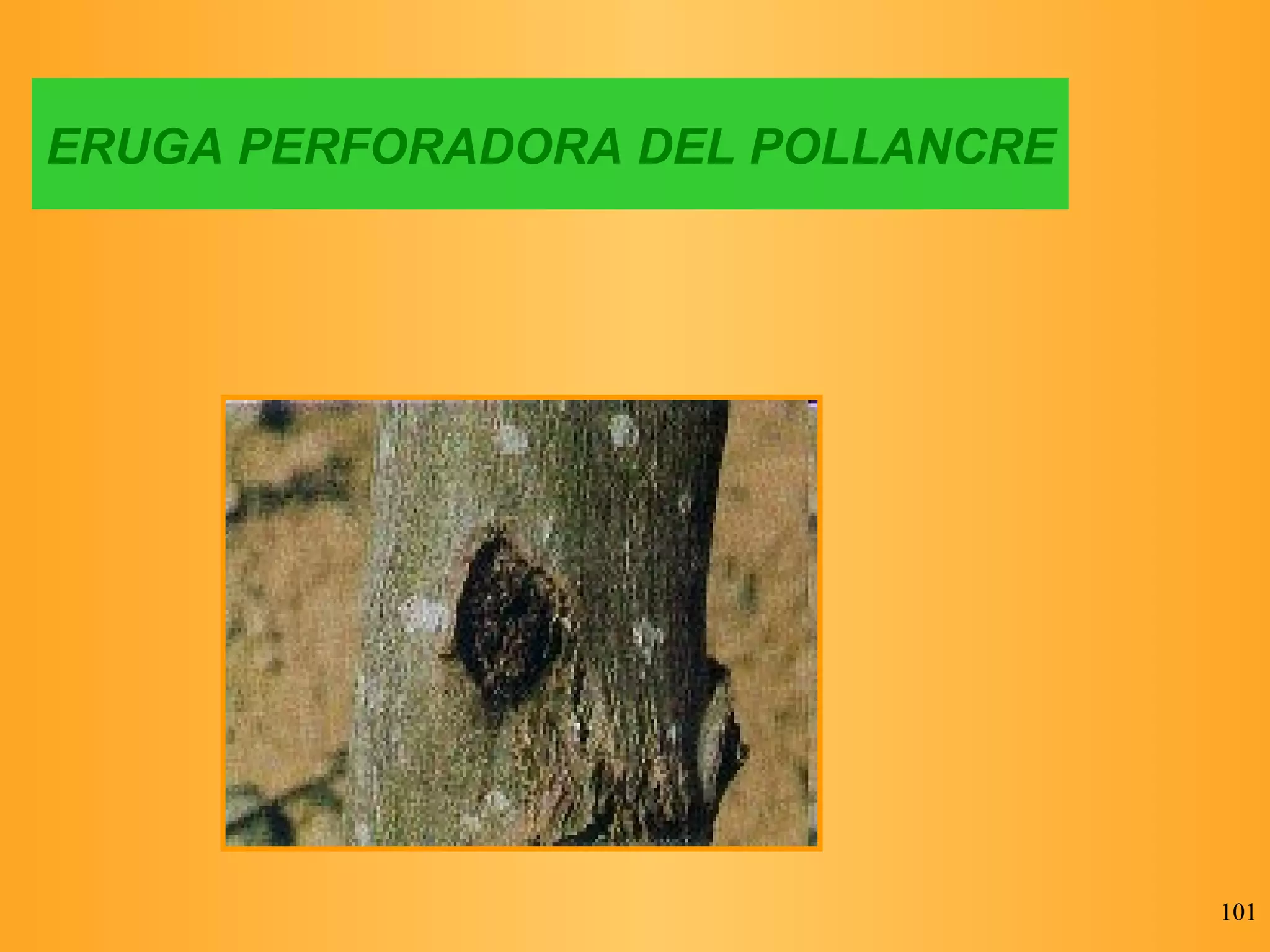 ERUGA PERFORADORA DEL POLLANCRE 