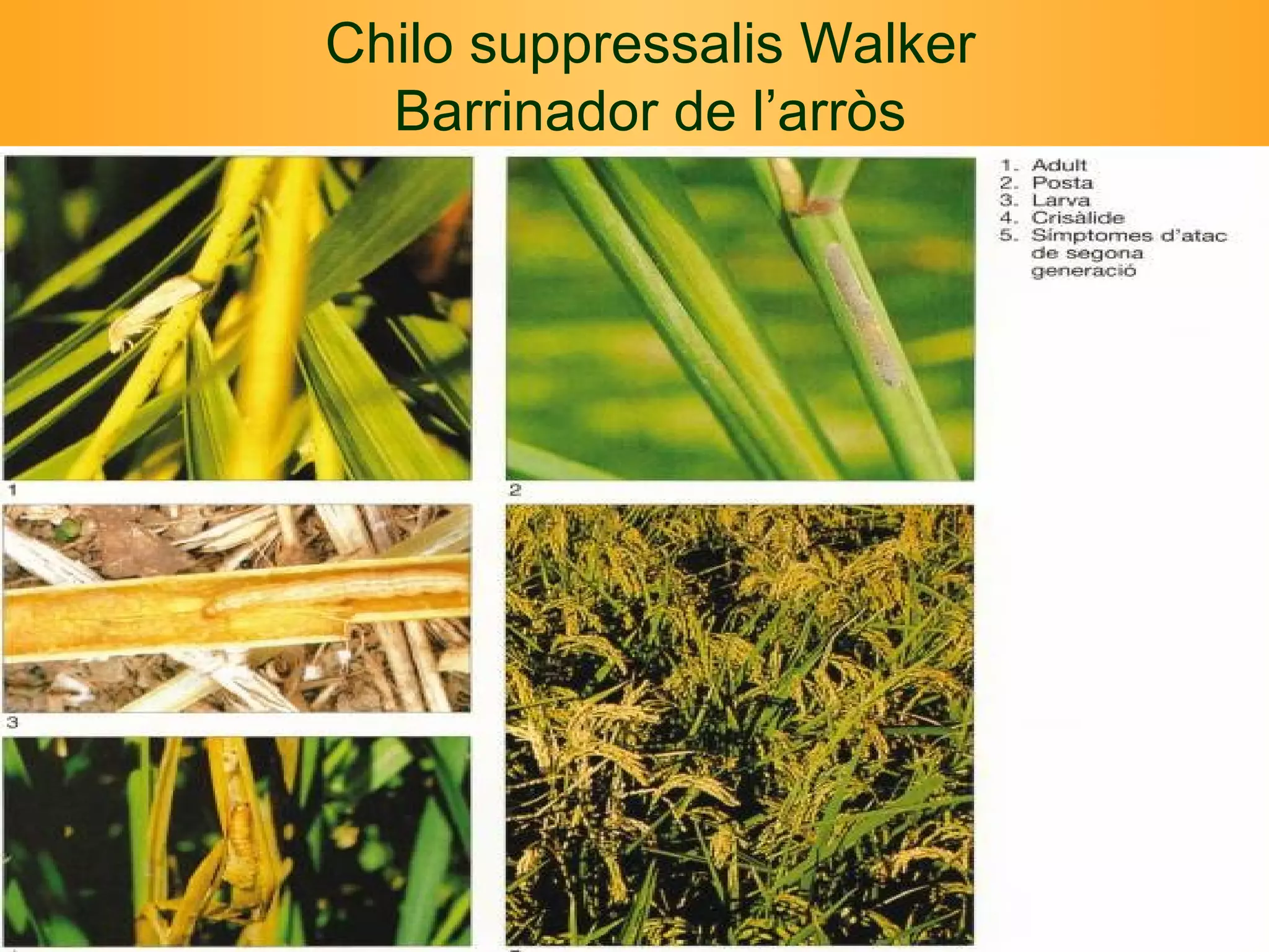 Chilo suppressalis Walker Barrinador de l’arròs 