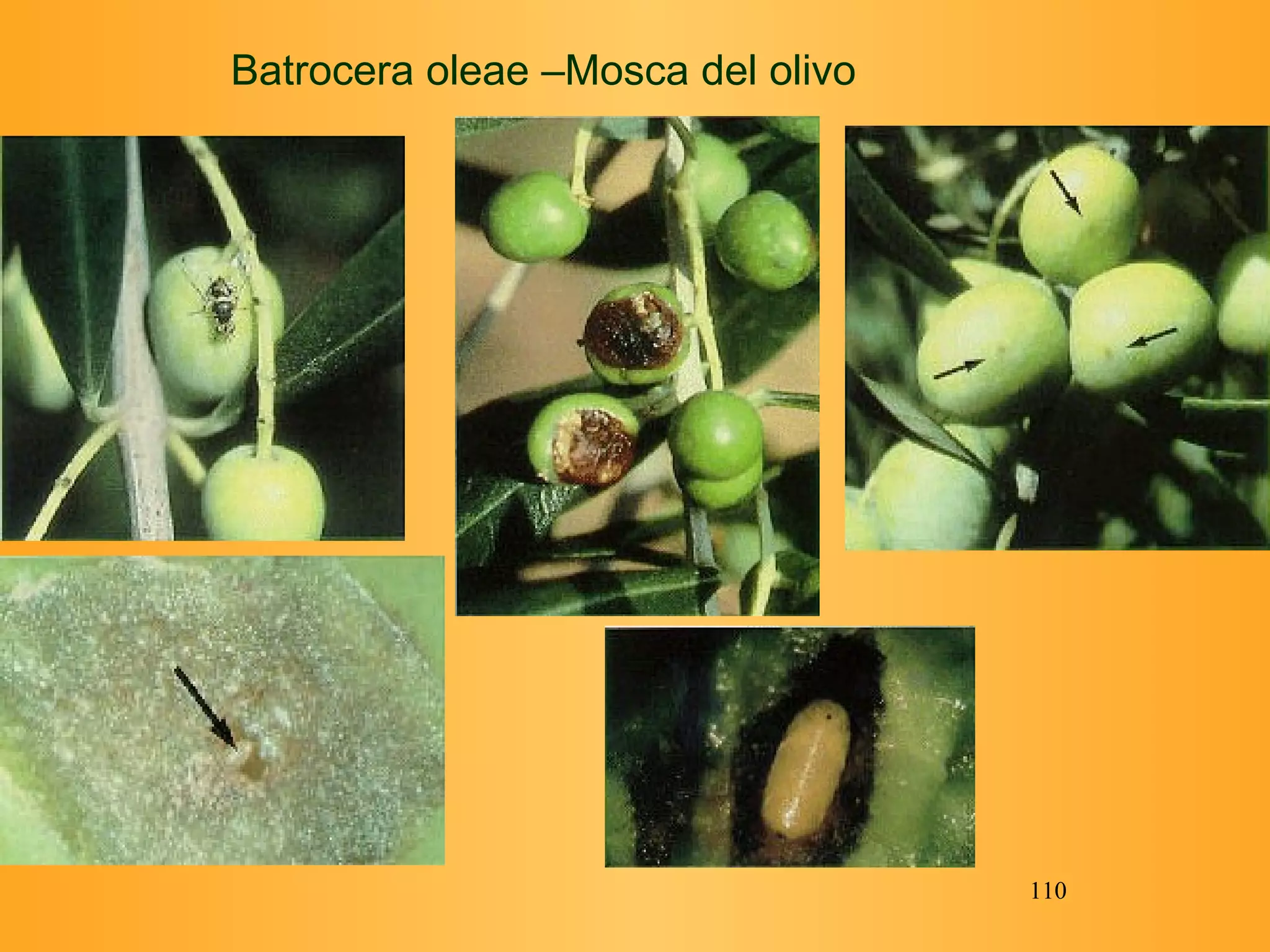 Batrocera oleae –Mosca del olivo 