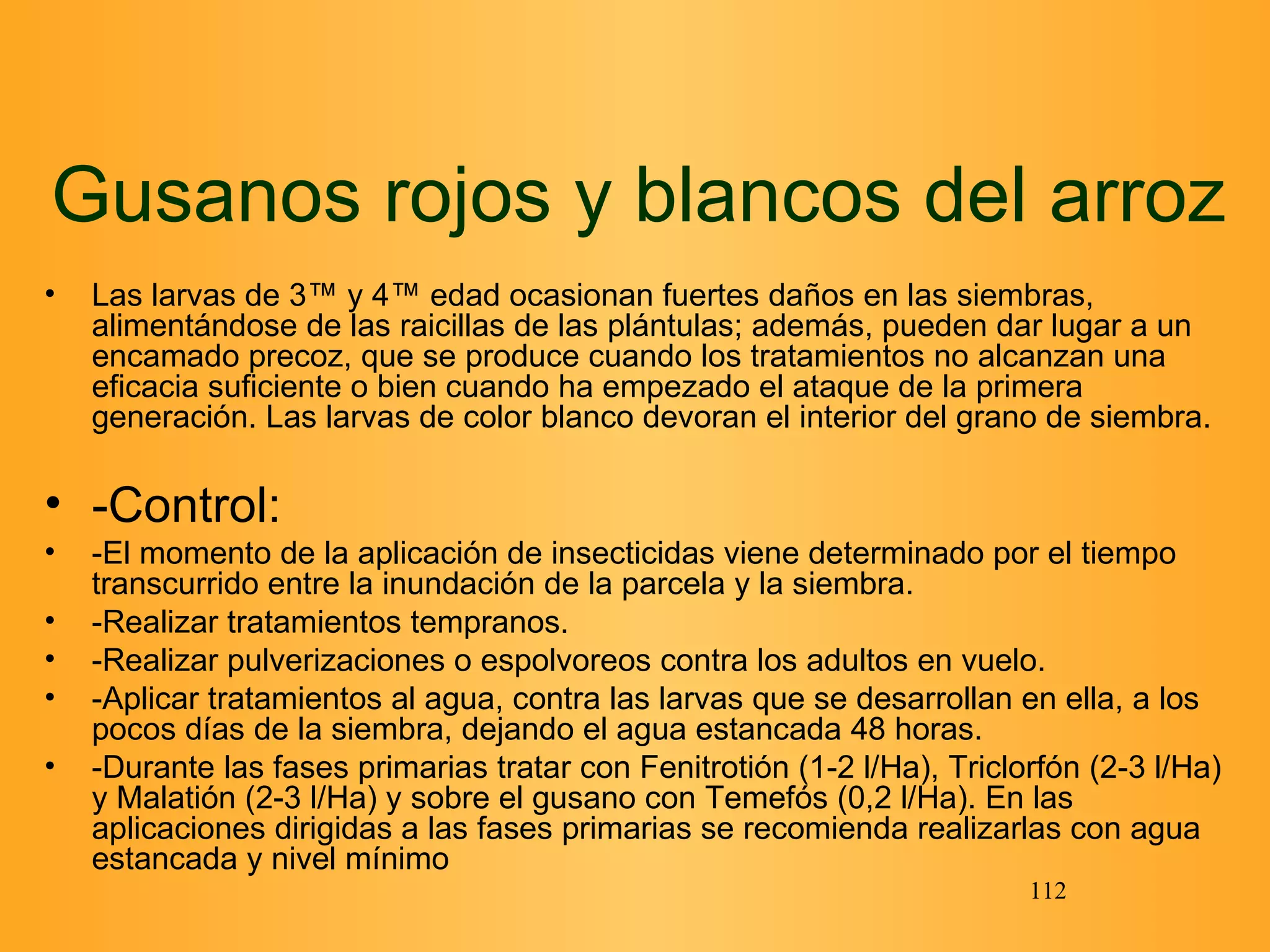 Gusanos rojos y blancos del arroz Las larvas de 3ª y 4ª edad ocasionan fuertes daños en las siembras, alimentándose de las raicillas de las plántulas; además, pueden dar lugar a un encamado precoz, que se produce cuando los tratamientos no alcanzan una eficacia suficiente o bien cuando ha empezado el ataque de la primera generación. Las larvas de color blanco devoran el interior del grano de siembra.  -Control:  -El momento de la aplicación de insecticidas viene determinado por el tiempo transcurrido entre la inundación de la parcela y la siembra.  -Realizar tratamientos tempranos.  -Realizar pulverizaciones o espolvoreos contra los adultos en vuelo.  -Aplicar tratamientos al agua, contra las larvas que se desarrollan en ella, a los pocos días de la siembra, dejando el agua estancada 48 horas.  -Durante las fases primarias tratar con Fenitrotión (1-2 l/Ha), Triclorfón (2-3 l/Ha) y Malatión (2-3 l/Ha) y sobre el gusano con Temefós (0,2 l/Ha). En las aplicaciones dirigidas a las fases primarias se recomienda realizarlas con agua estancada y nivel mínimo 
