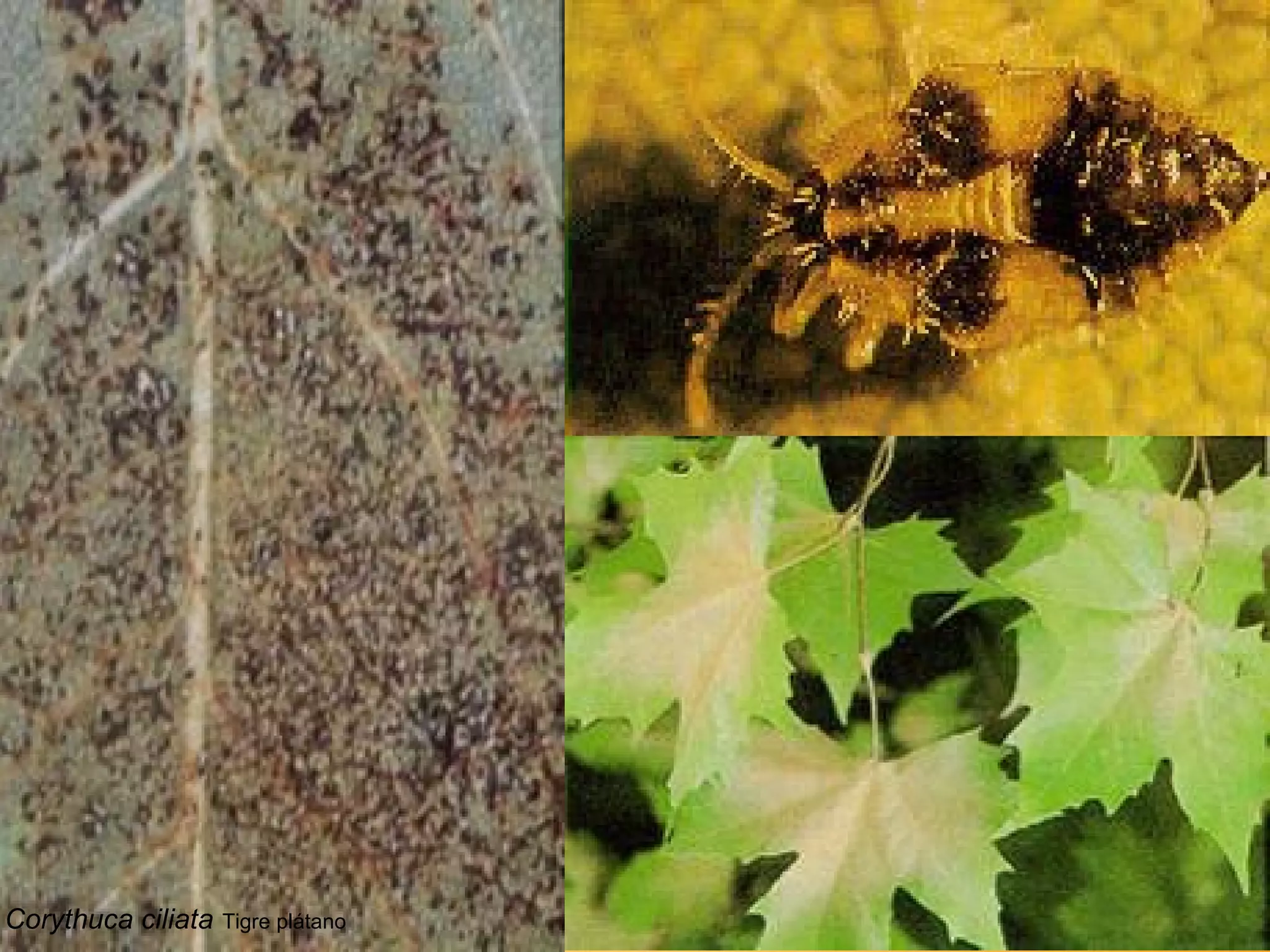 Corythuca ciliata   Tigre plátano 