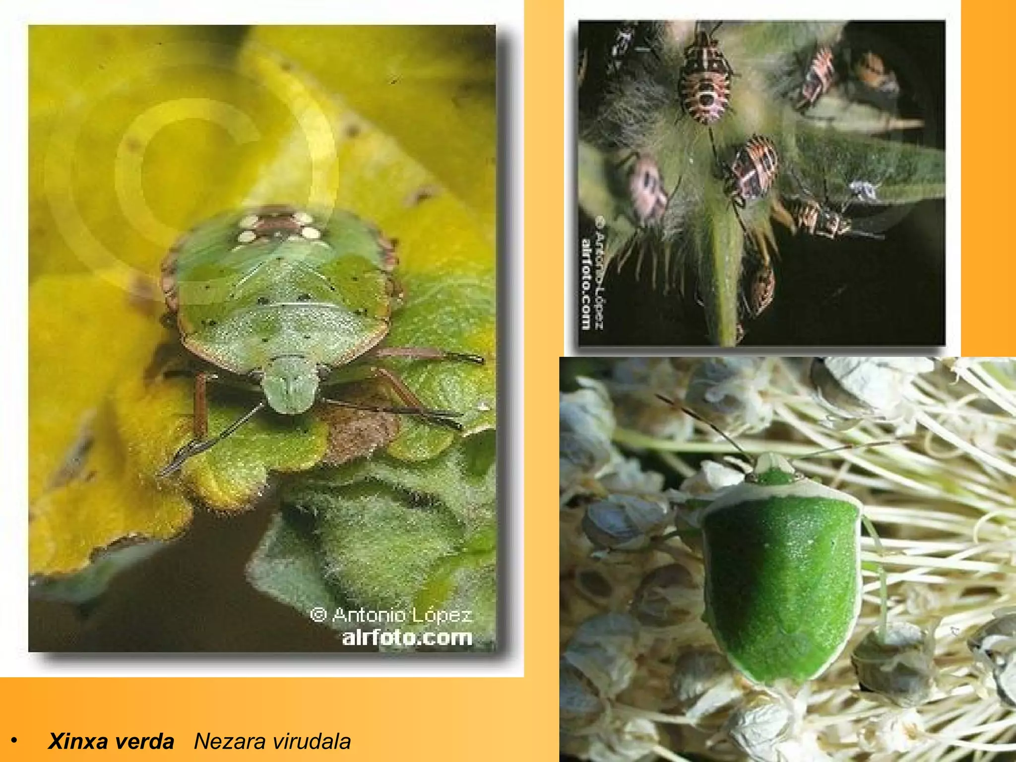 Xinxa verda   Nezara virudala   