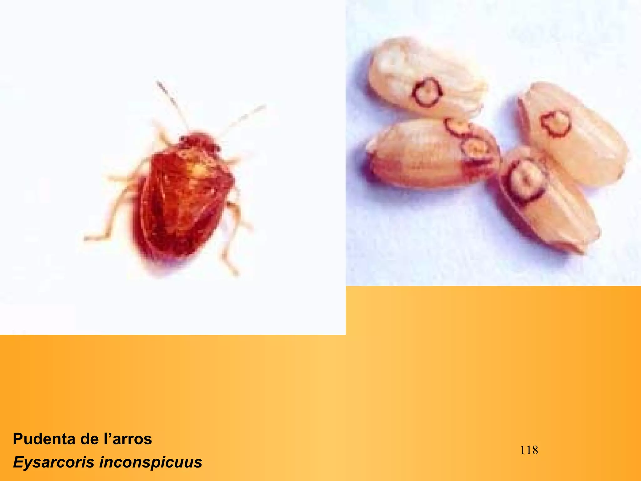 Pudenta de l’arros  Eysarcoris inconspicuus   