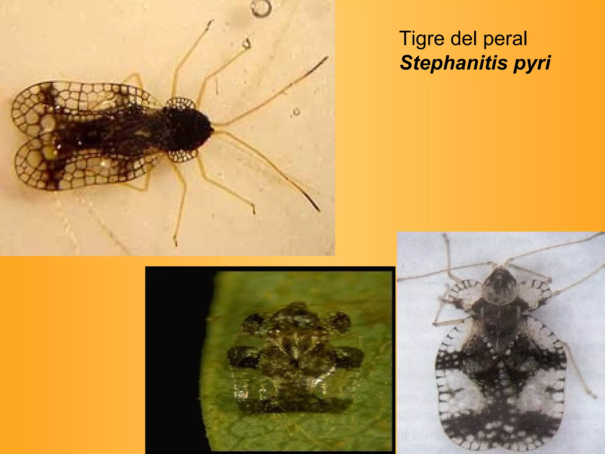 Tigre del peral  Stephanitis pyri    