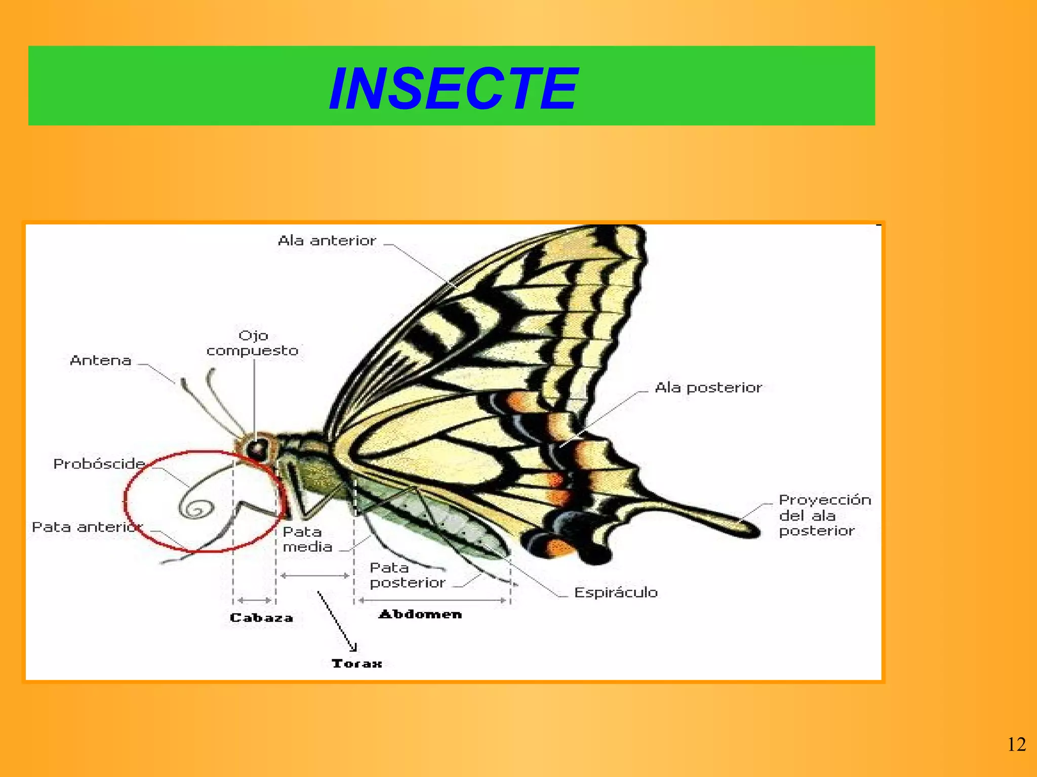 INSECTE 