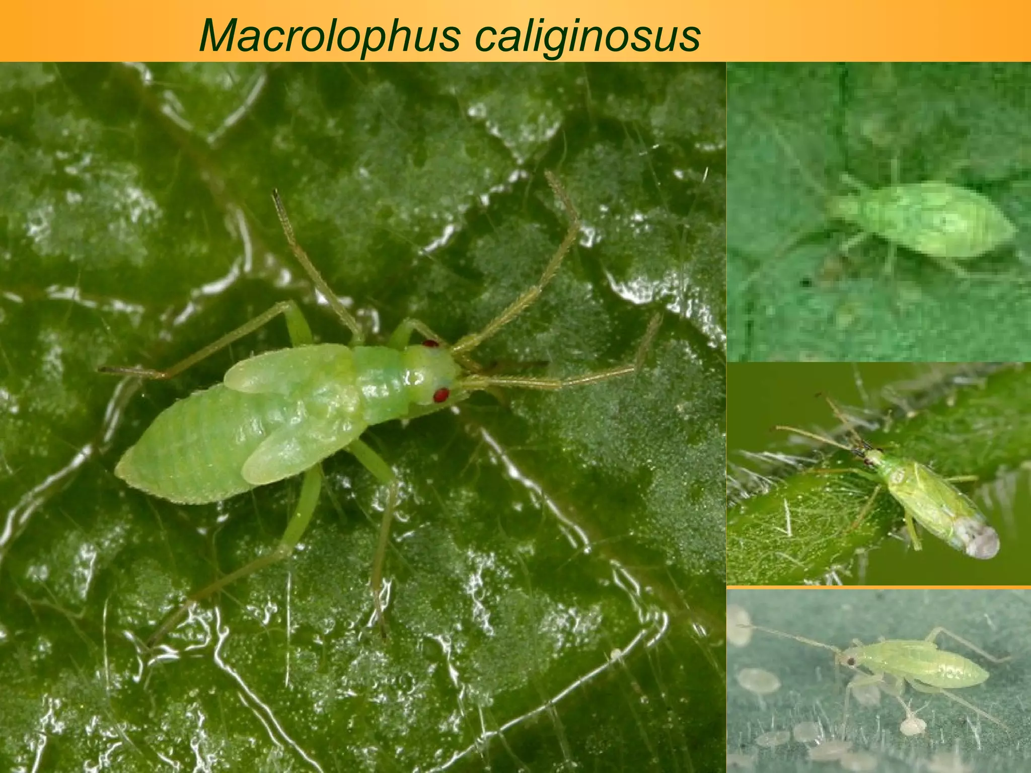 Macrolophus caliginosus 