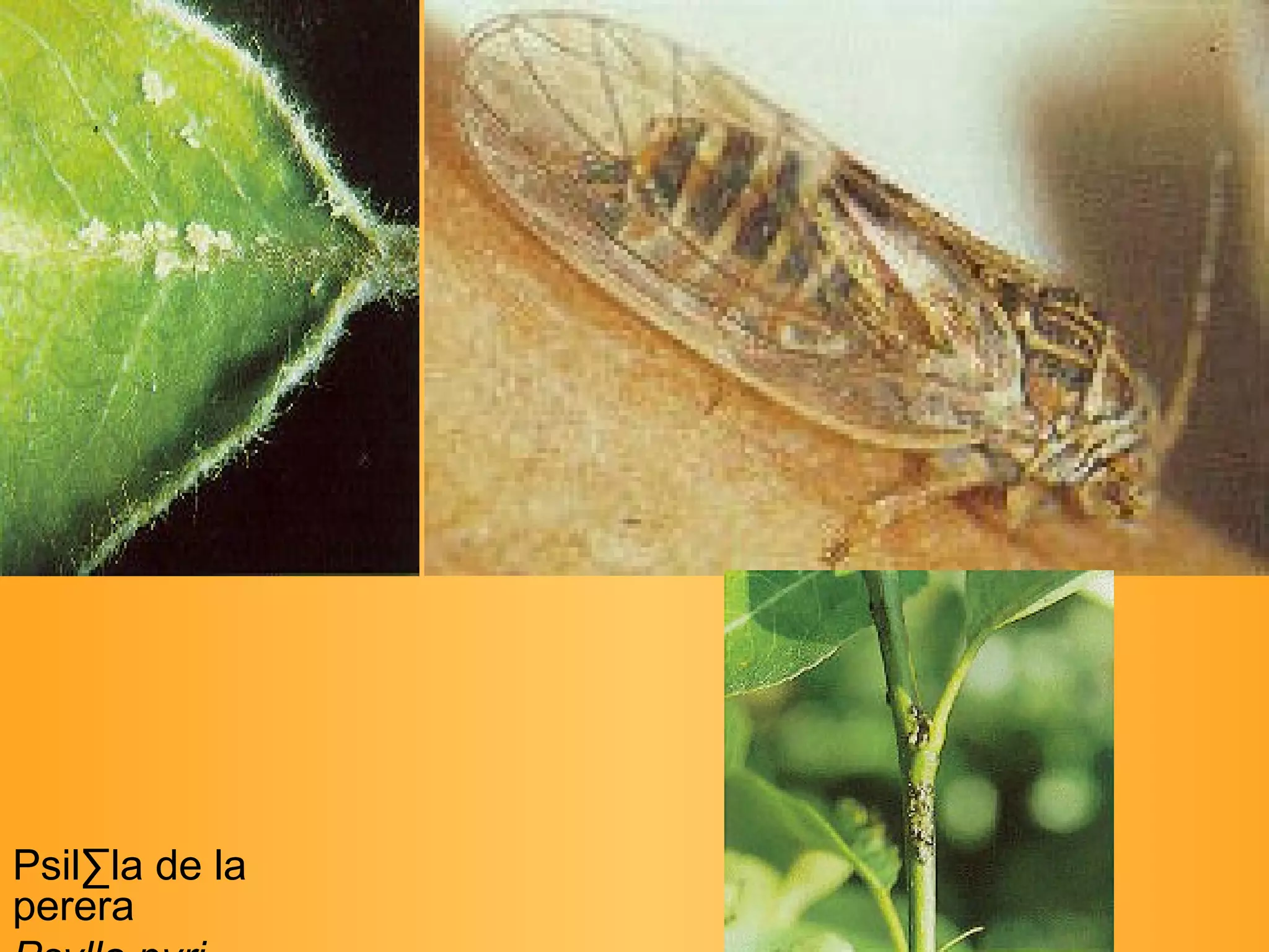 Psil·la de la perera Psylla pyri   