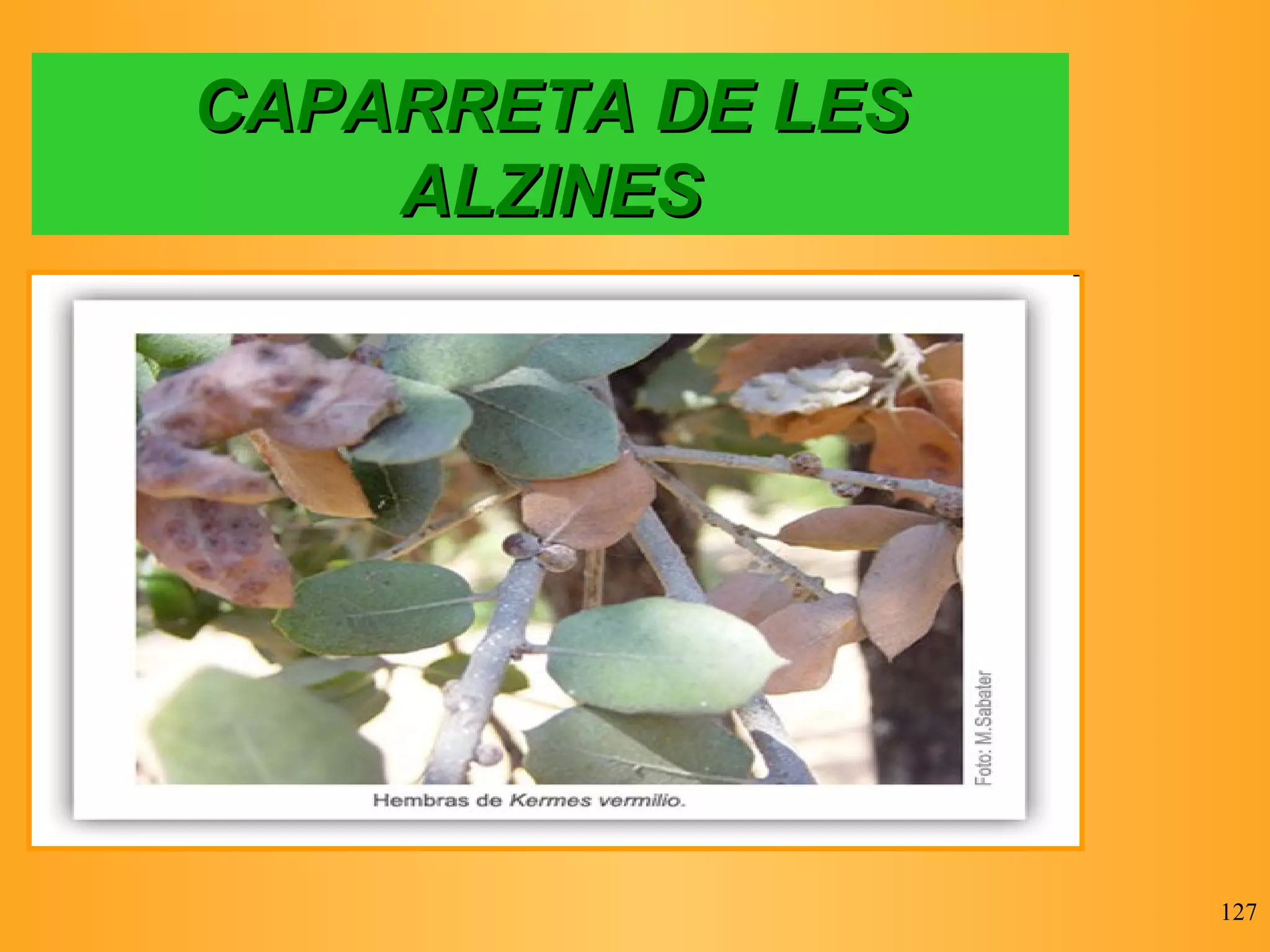 CAPARRETA DE LES ALZINES 