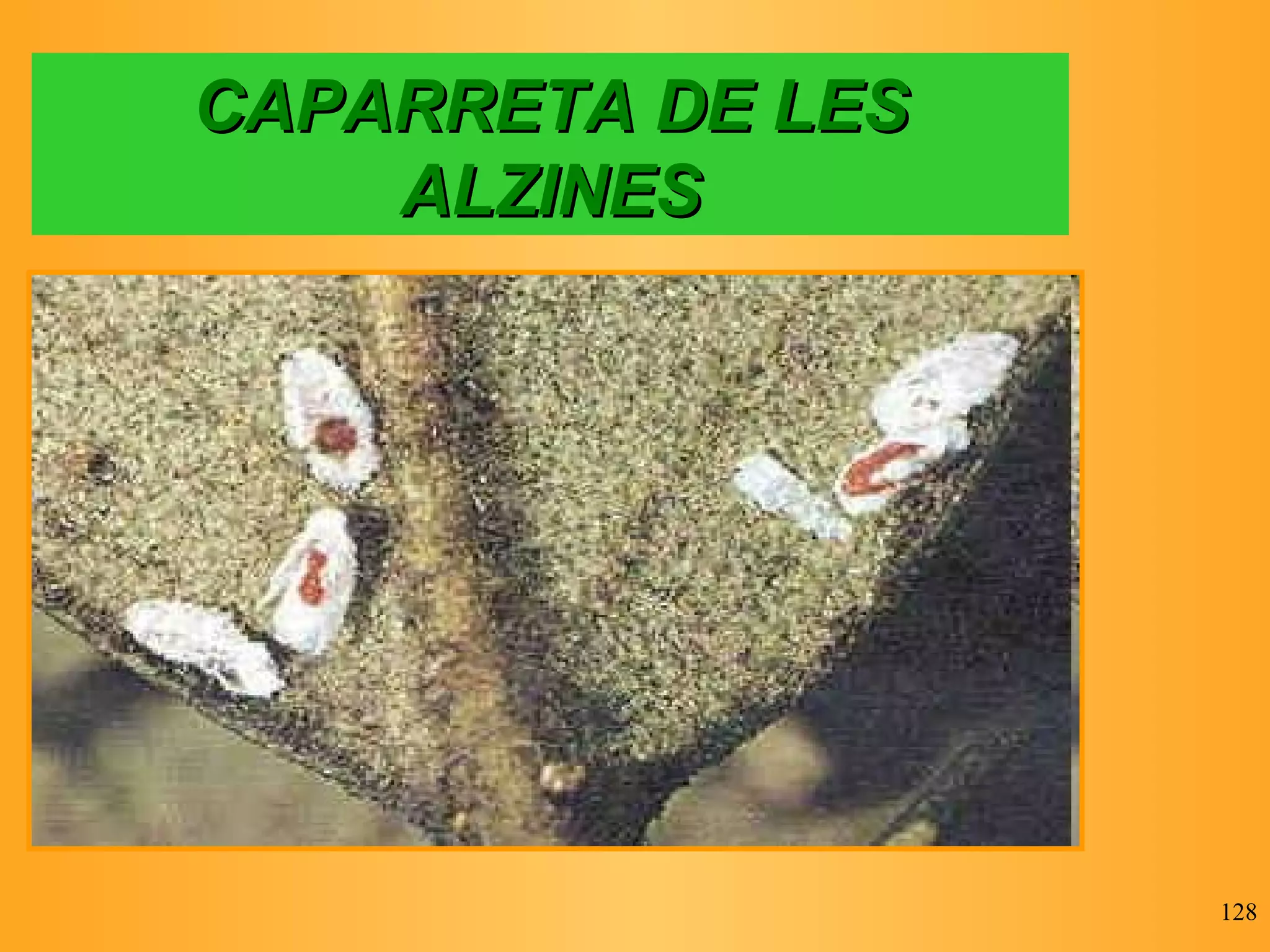 CAPARRETA DE LES ALZINES 