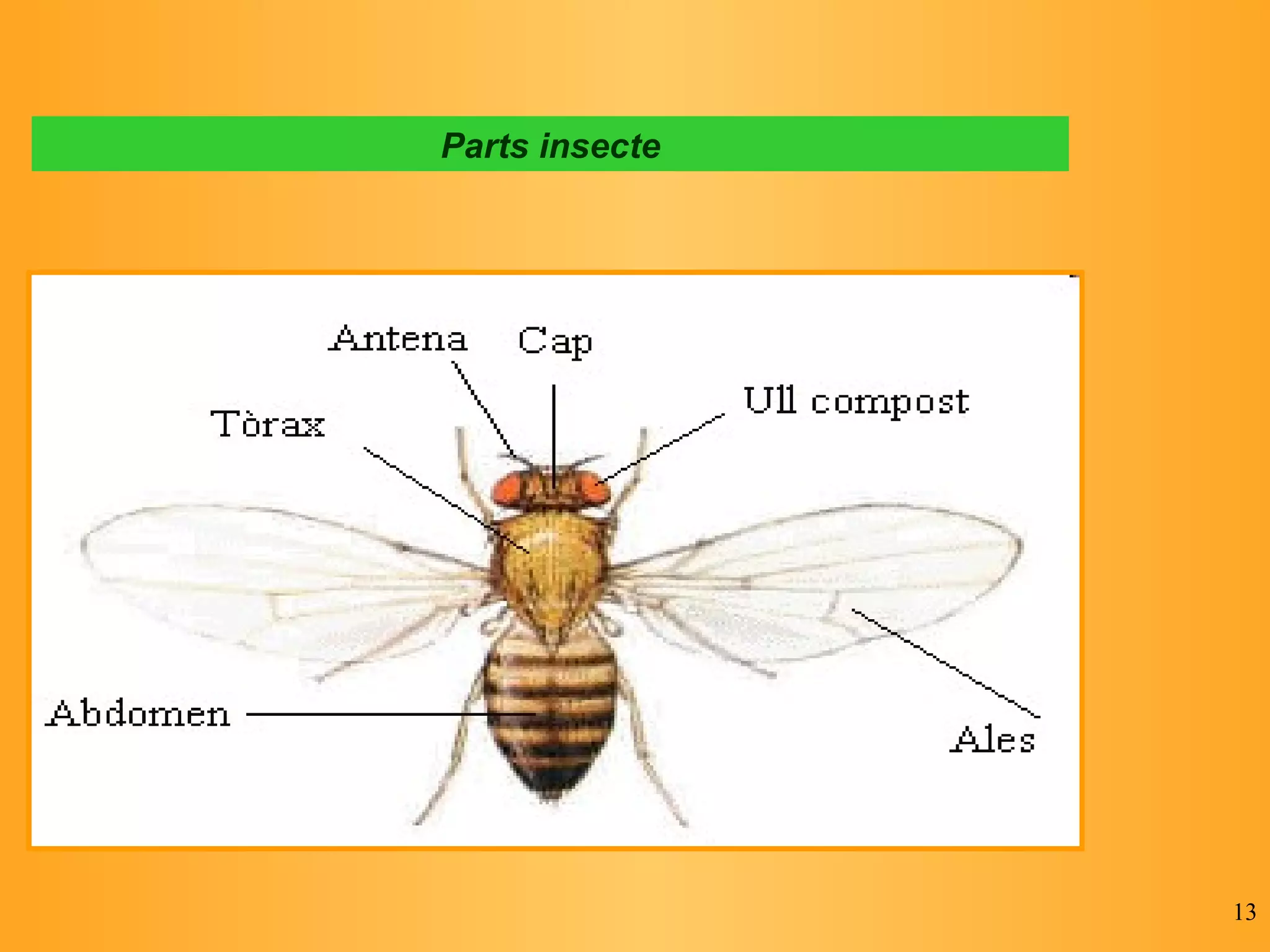 Parts insecte 