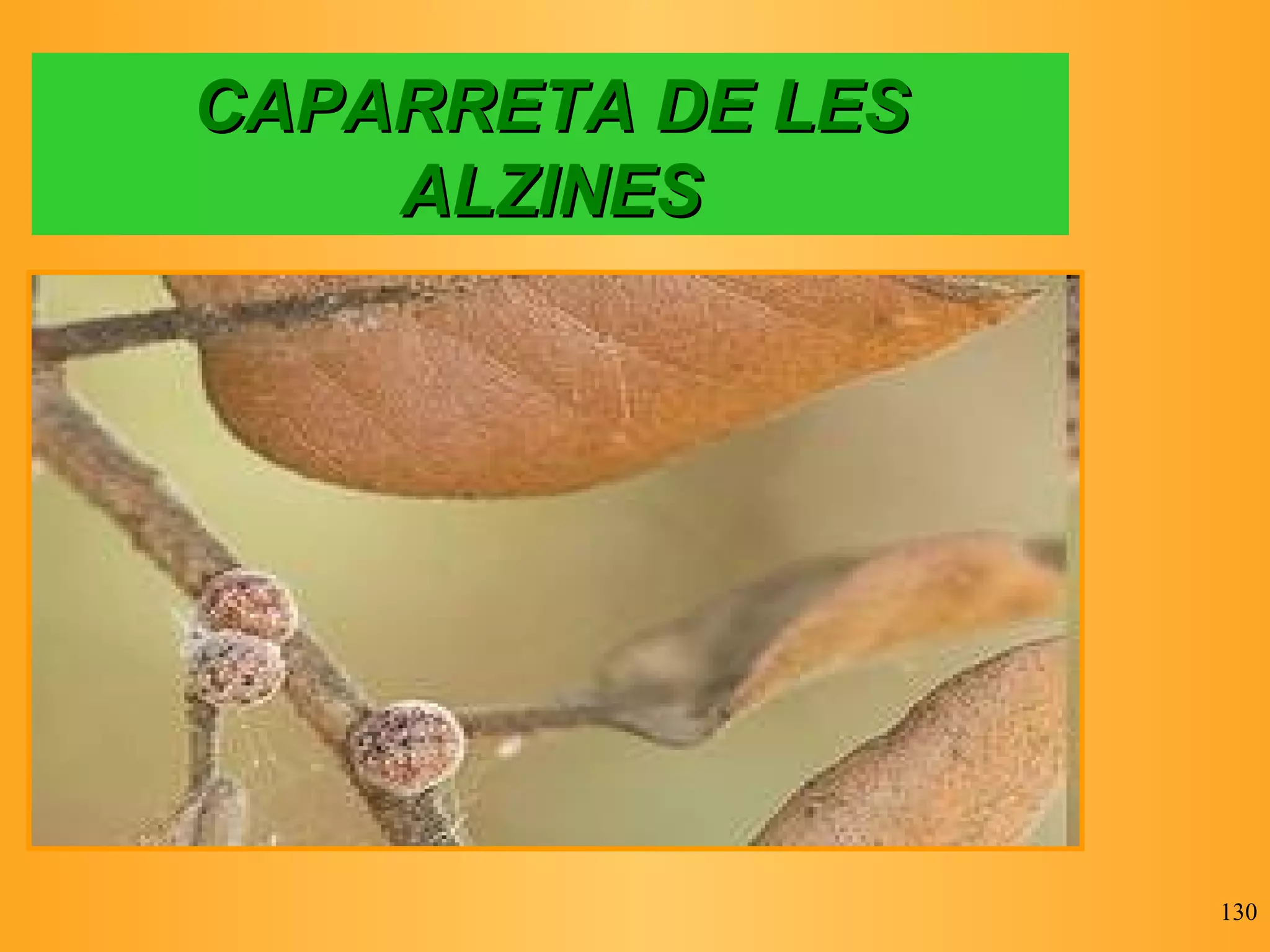 CAPARRETA DE LES ALZINES 