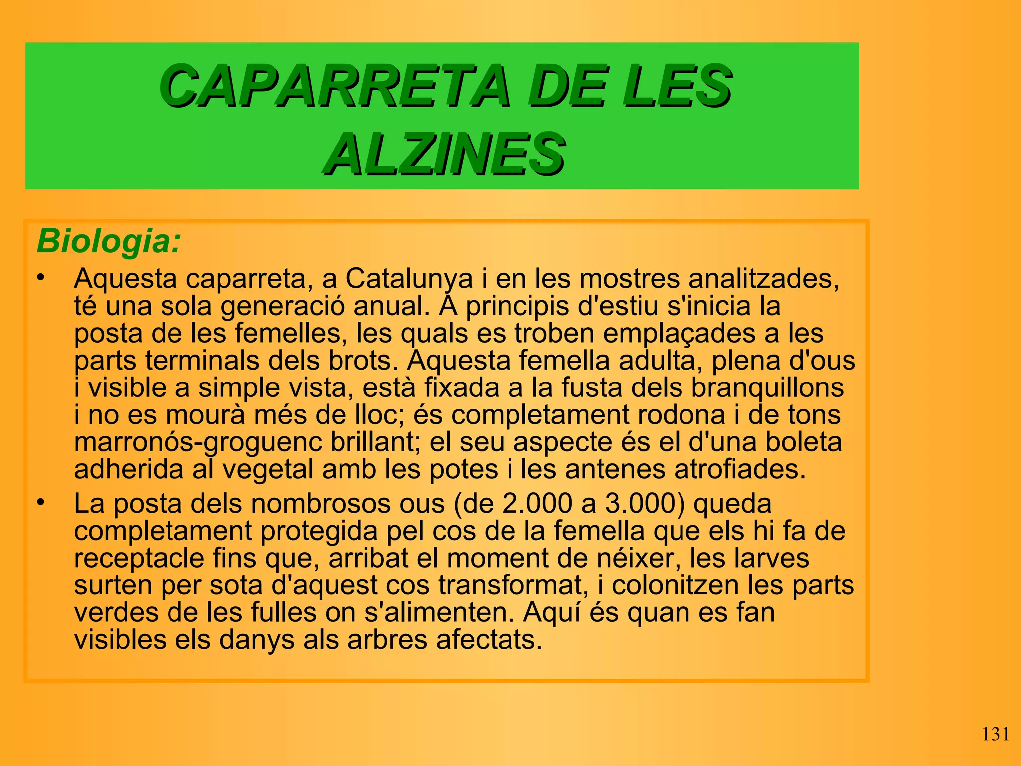 CAPARRETA DE LES ALZINES Biologia: Aquesta caparreta, a Catalunya i en les mostres analitzades, té una sola generació anual. A principis d'estiu s'inicia la posta de les femelles, les quals es troben emplaçades a les parts terminals dels brots. Aquesta femella adulta, plena d'ous i visible a simple vista, està fixada a la fusta dels branquillons i no es mourà més de lloc; és completament rodona i de tons marronós-groguenc brillant; el seu aspecte és el d'una boleta adherida al vegetal amb les potes i les antenes atrofiades.  La posta dels nombrosos ous (de 2.000 a 3.000) queda completament protegida pel cos de la femella que els hi fa de receptacle fins que, arribat el moment de néixer, les larves surten per sota d'aquest cos transformat, i colonitzen les parts verdes de les fulles on s'alimenten. Aquí és quan es fan visibles els danys als arbres afectats. 