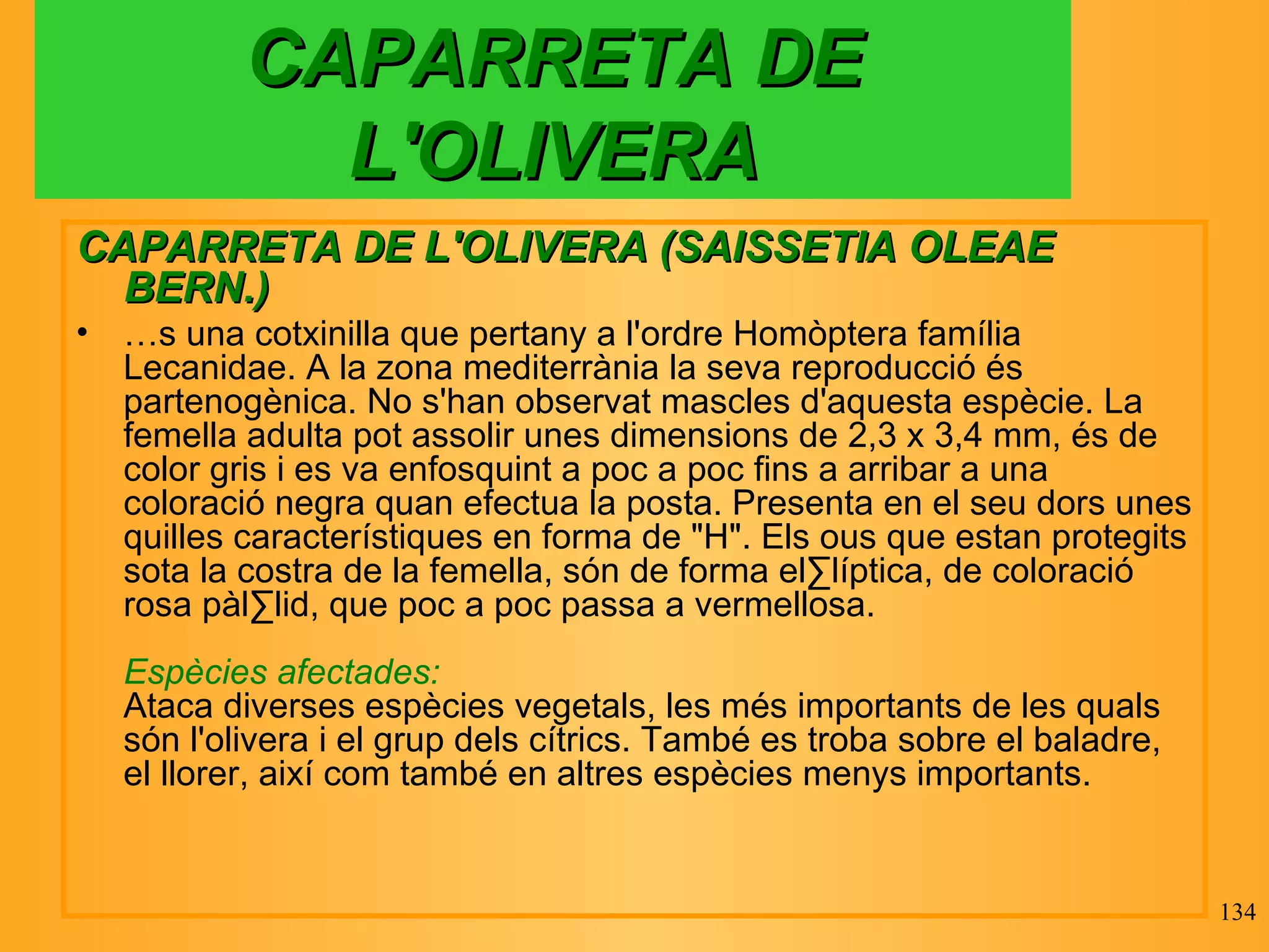 CAPARRETA DE L'OLIVERA CAPARRETA DE L'OLIVERA (SAISSETIA OLEAE BERN.)  És una cotxinilla que pertany a l'ordre Homòptera família Lecanidae. A la zona mediterrània la seva reproducció és partenogènica. No s'han observat mascles d'aquesta espècie. La femella adulta pot assolir unes dimensions de 2,3 x 3,4 mm, és de color gris i es va enfosquint a poc a poc fins a arribar a una coloració negra quan efectua la posta. Presenta en el seu dors unes quilles característiques en forma de "H". Els ous que estan protegits sota la costra de la femella, són de forma el·líptica, de coloració rosa pàl·lid, que poc a poc passa a vermellosa. Espècies afectades: Ataca diverses espècies vegetals, les més importants de les quals són l'olivera i el grup dels cítrics. També es troba sobre el baladre, el llorer, així com també en altres espècies menys importants. 