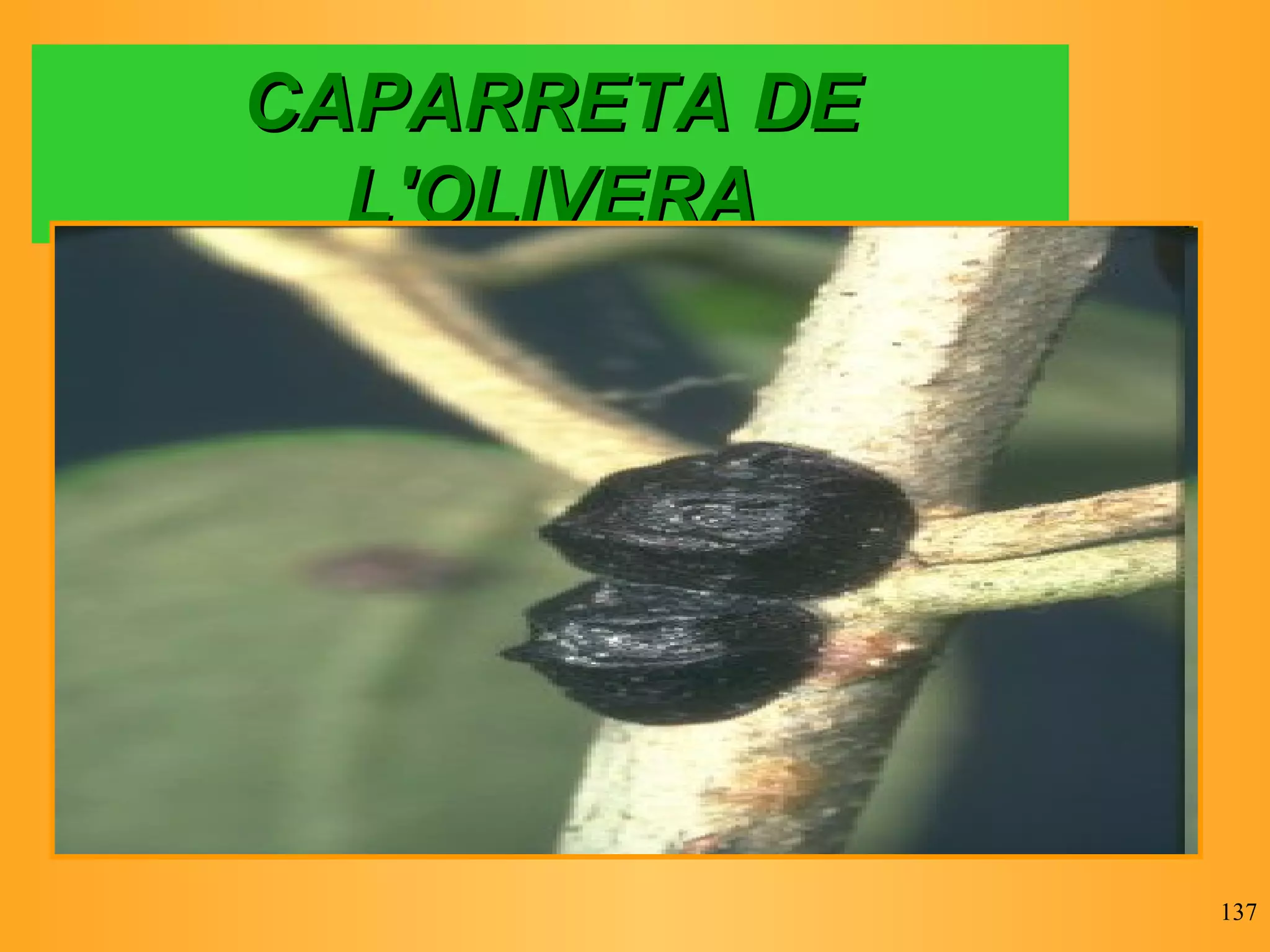 CAPARRETA DE L'OLIVERA 