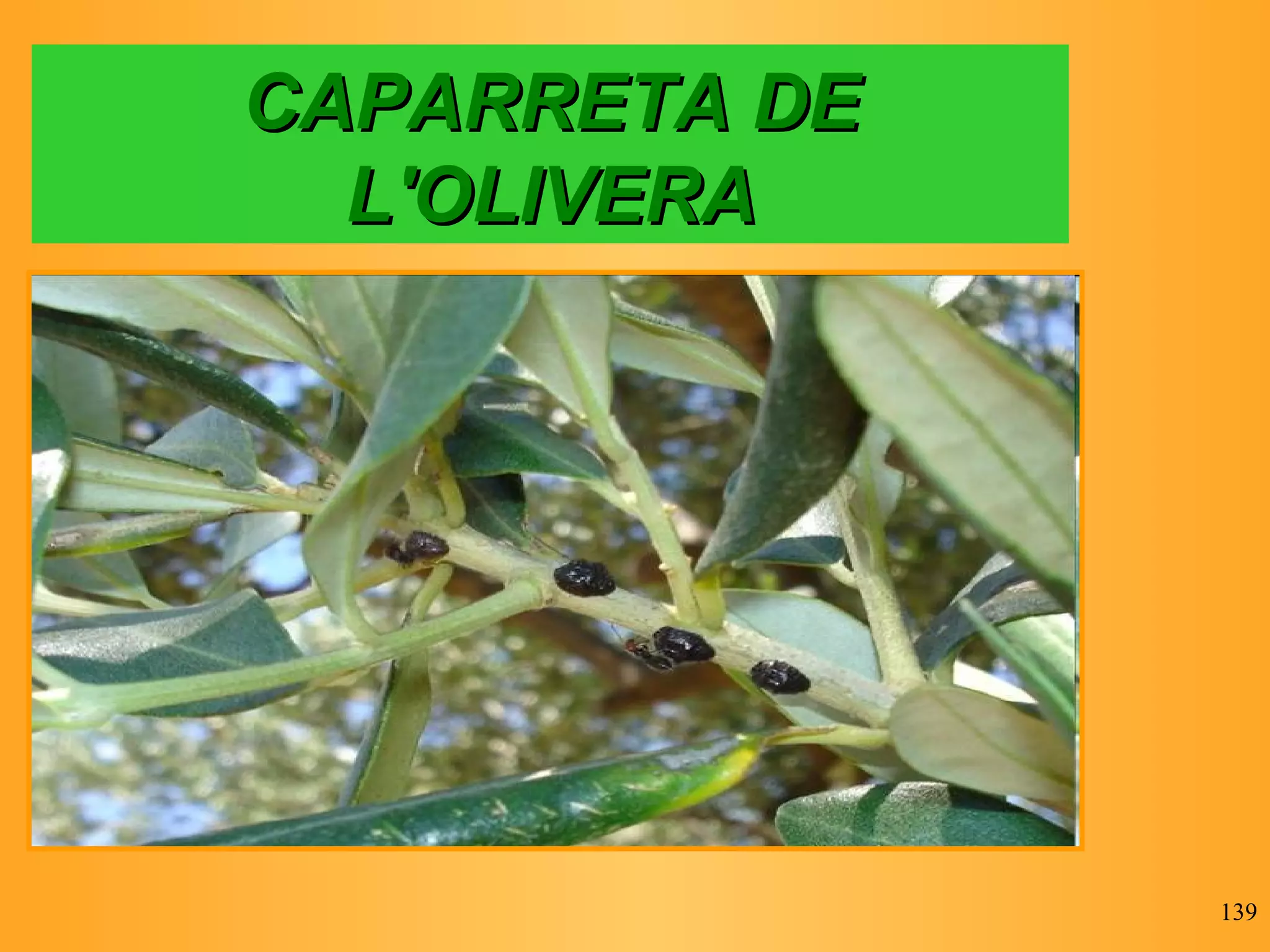 CAPARRETA DE L'OLIVERA 