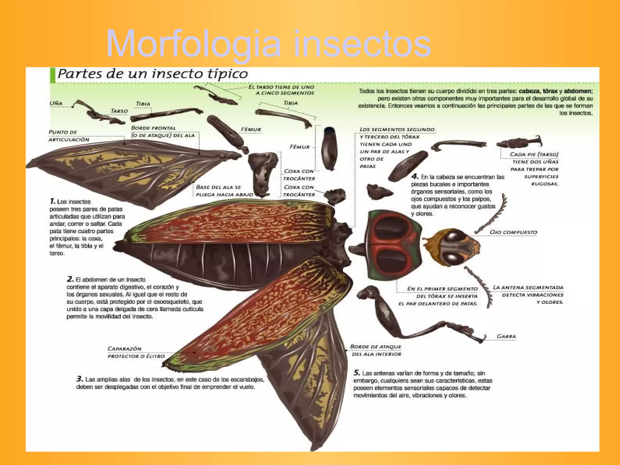 Morfologia insectos 