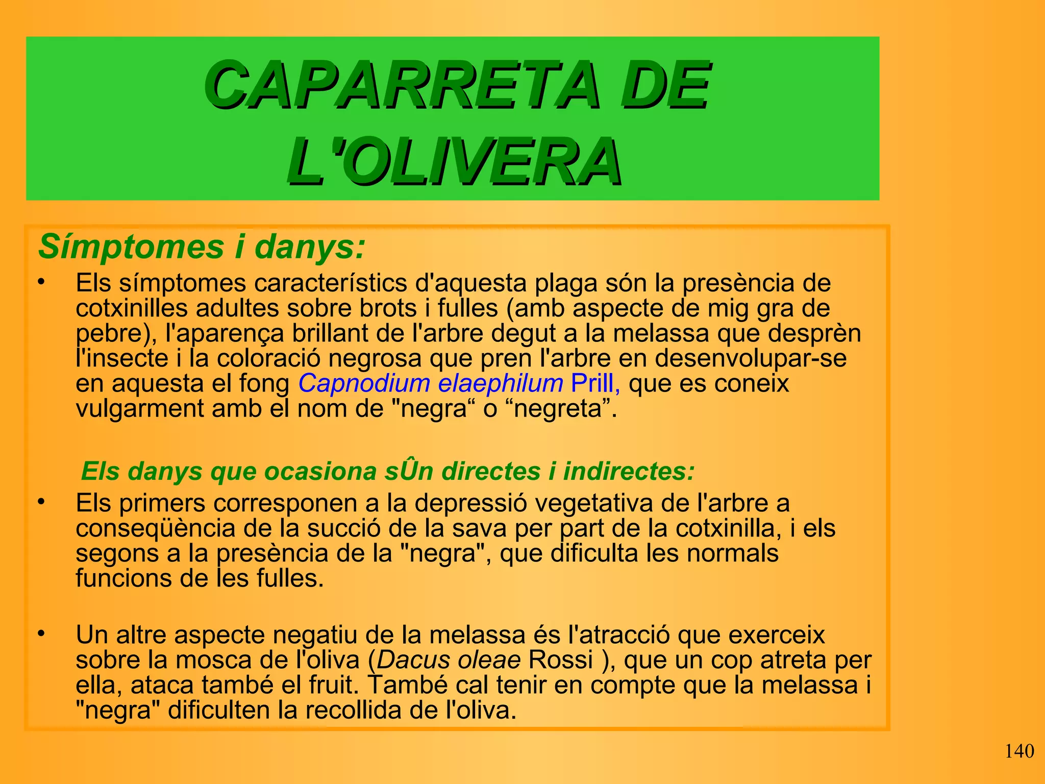CAPARRETA DE L'OLIVERA Símptomes i danys: Els símptomes característics d'aquesta plaga són la presència de cotxinilles adultes sobre brots i fulles (amb aspecte de mig gra de pebre), l'aparença brillant de l'arbre degut a la melassa que desprèn l'insecte i la coloració negrosa que pren l'arbre en desenvolupar-se en aquesta el fong  Capnodium elaephilum  Prill,  que es coneix vulgarment amb el nom de "negra“ o “negreta”. Els danys que ocasiona són directes i indirectes:  Els primers corresponen a la depressió vegetativa de l'arbre a conseqüència de la succió de la sava per part de la cotxinilla, i els segons a la presència de la "negra", que dificulta les normals funcions de les fulles.  Un altre aspecte negatiu de la melassa és l'atracció que exerceix sobre la mosca de l'oliva ( Dacus oleae  Rossi ), que un cop atreta per ella, ataca també el fruit. També cal tenir en compte que la melassa i "negra" dificulten la recollida de l'oliva.  