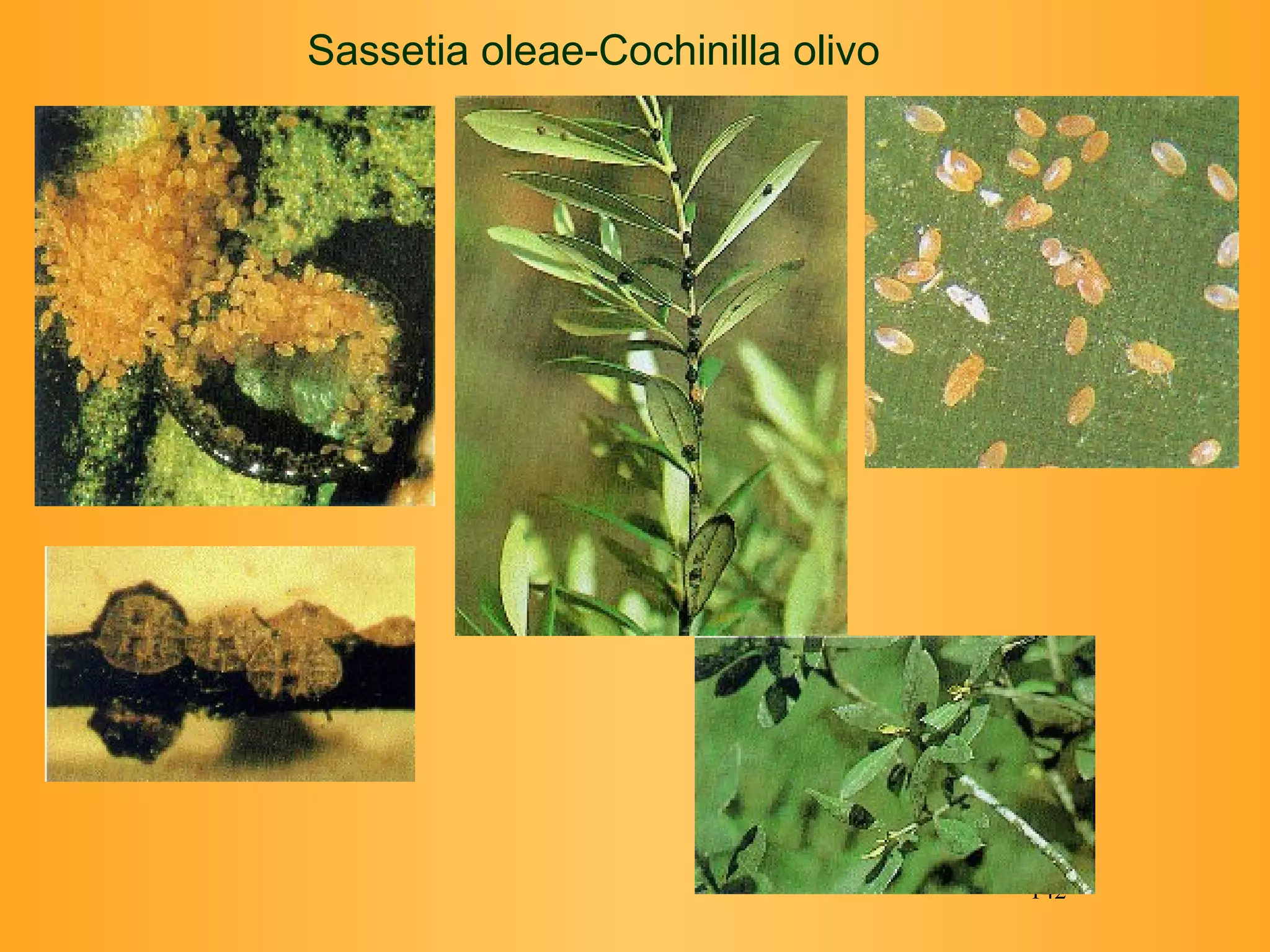 Sassetia oleae-Cochinilla olivo 