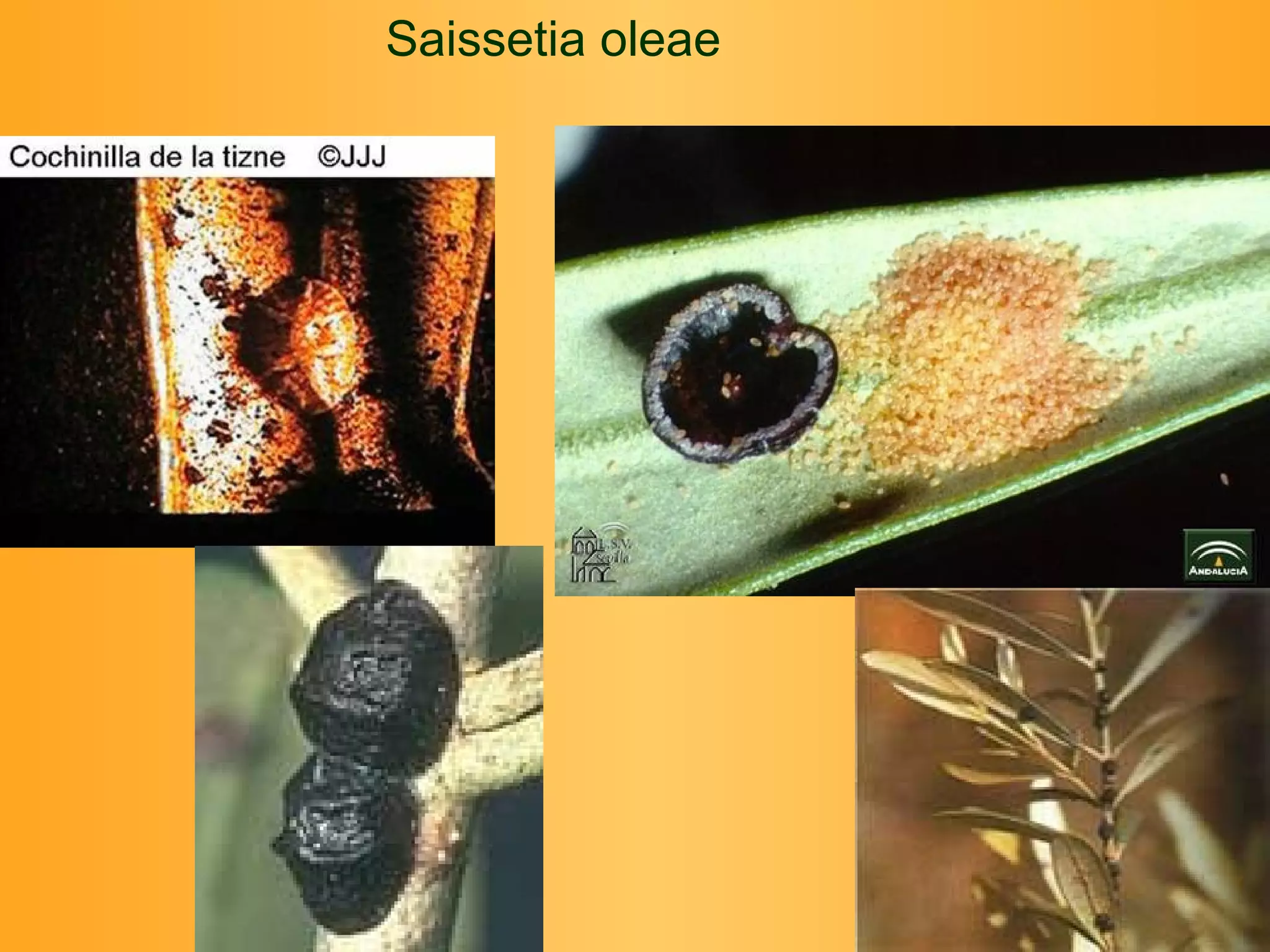 Saissetia oleae 