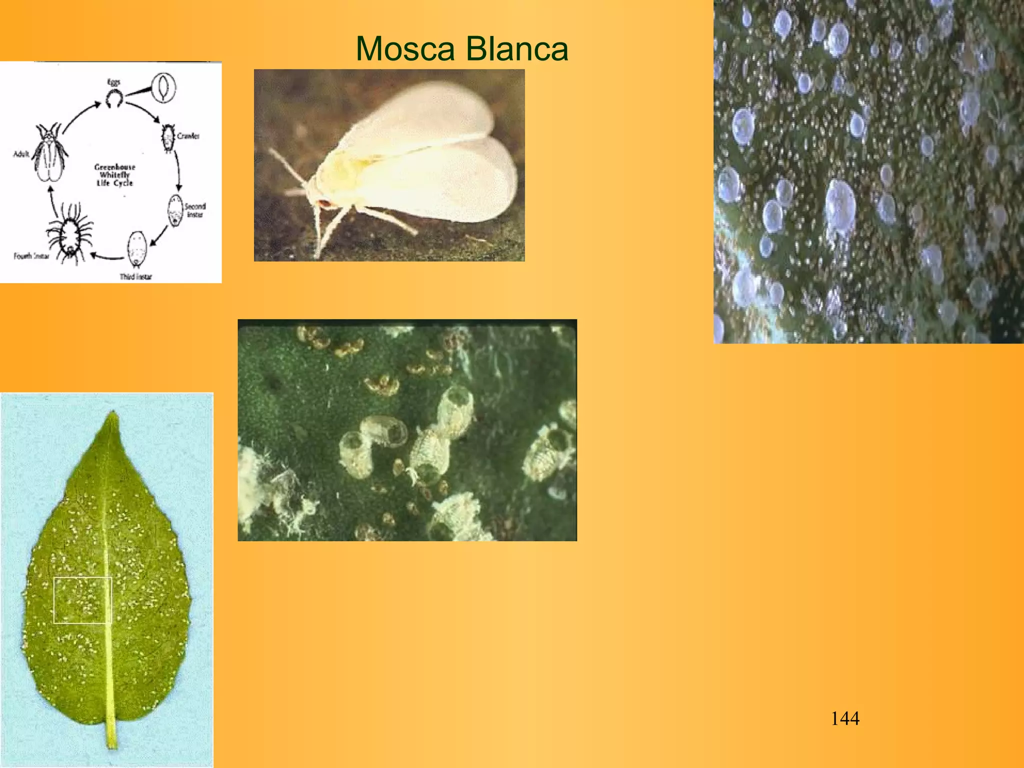Mosca Blanca 