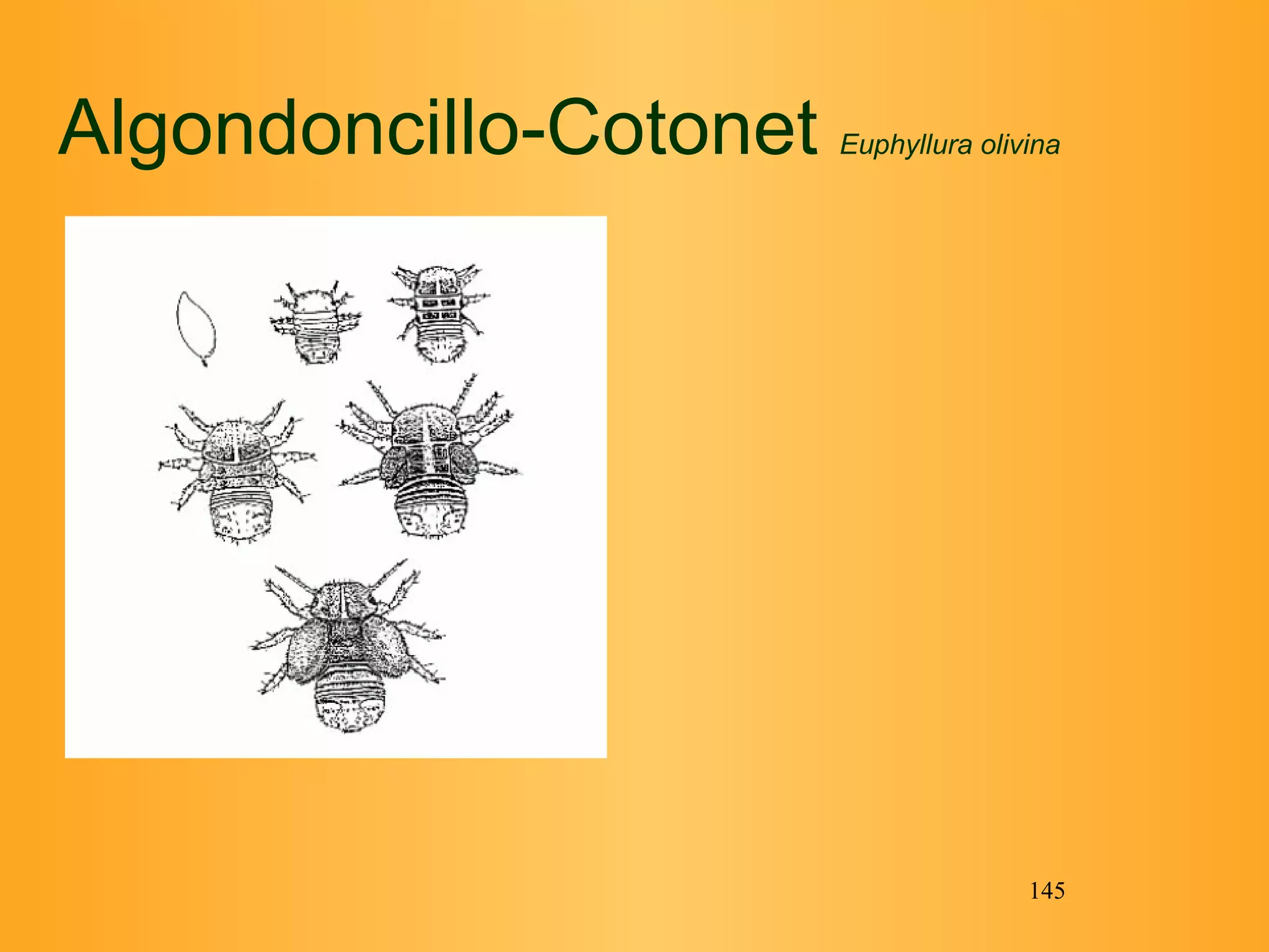 Algondoncillo-Cotonet  Euphyllura olivina   