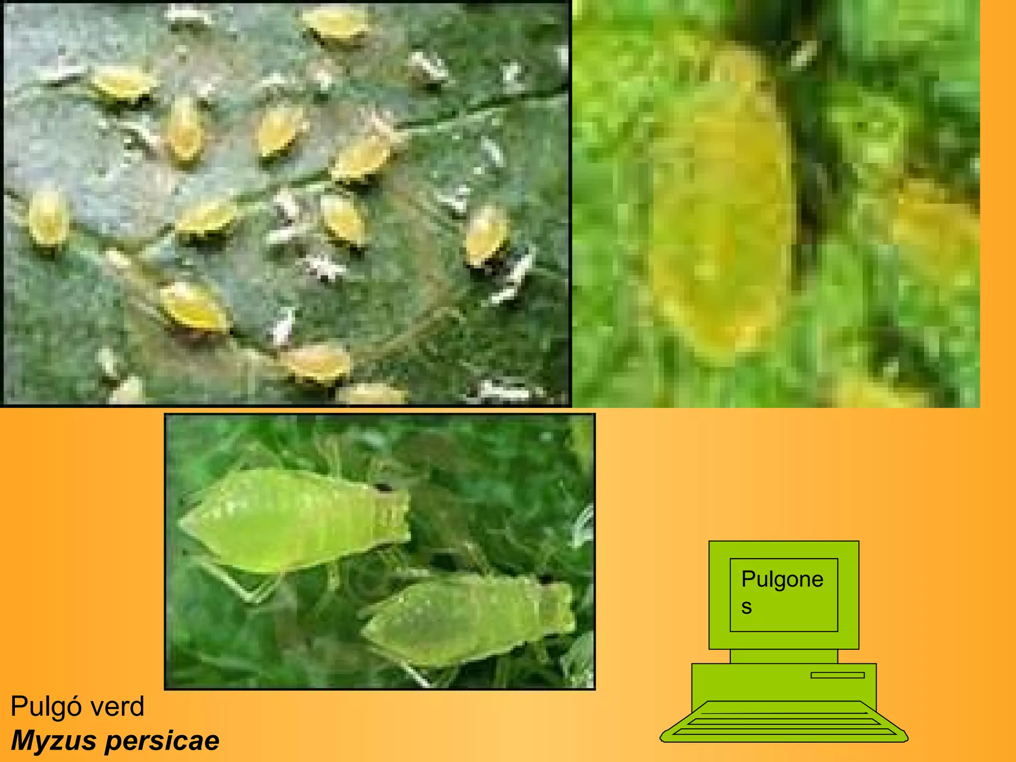 Pulgó verd  Myzus persicae   Pulgones 