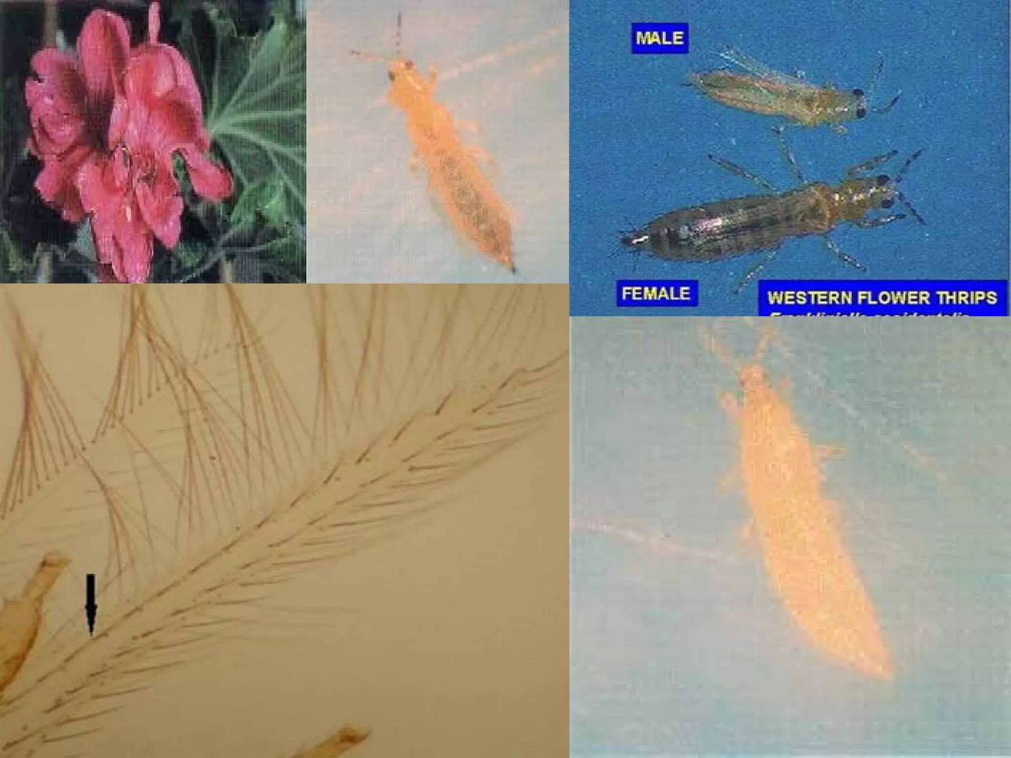 Trip californià Frankliniellla occidentalis   