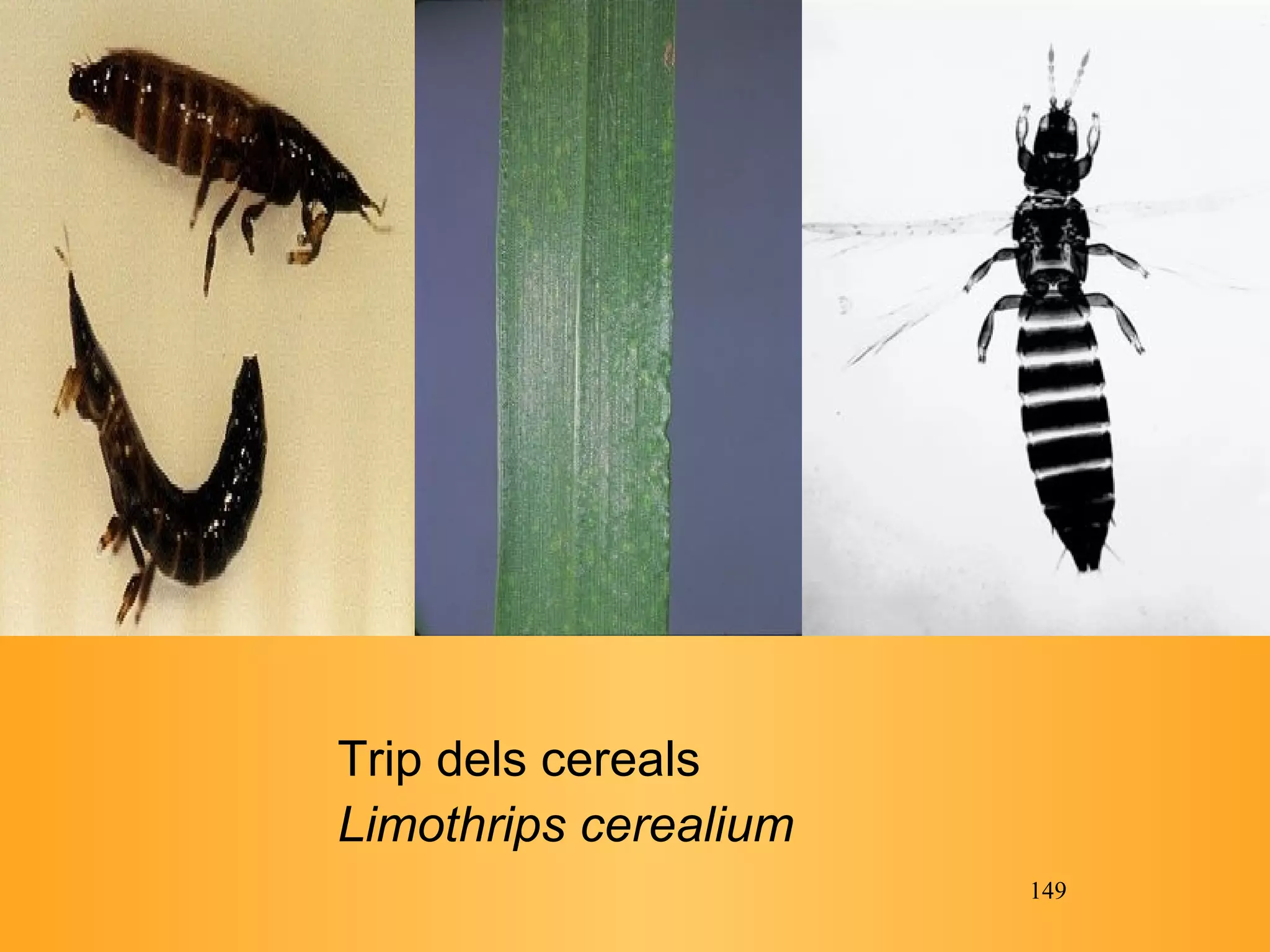 Trip dels cereals Limothrips cerealium   