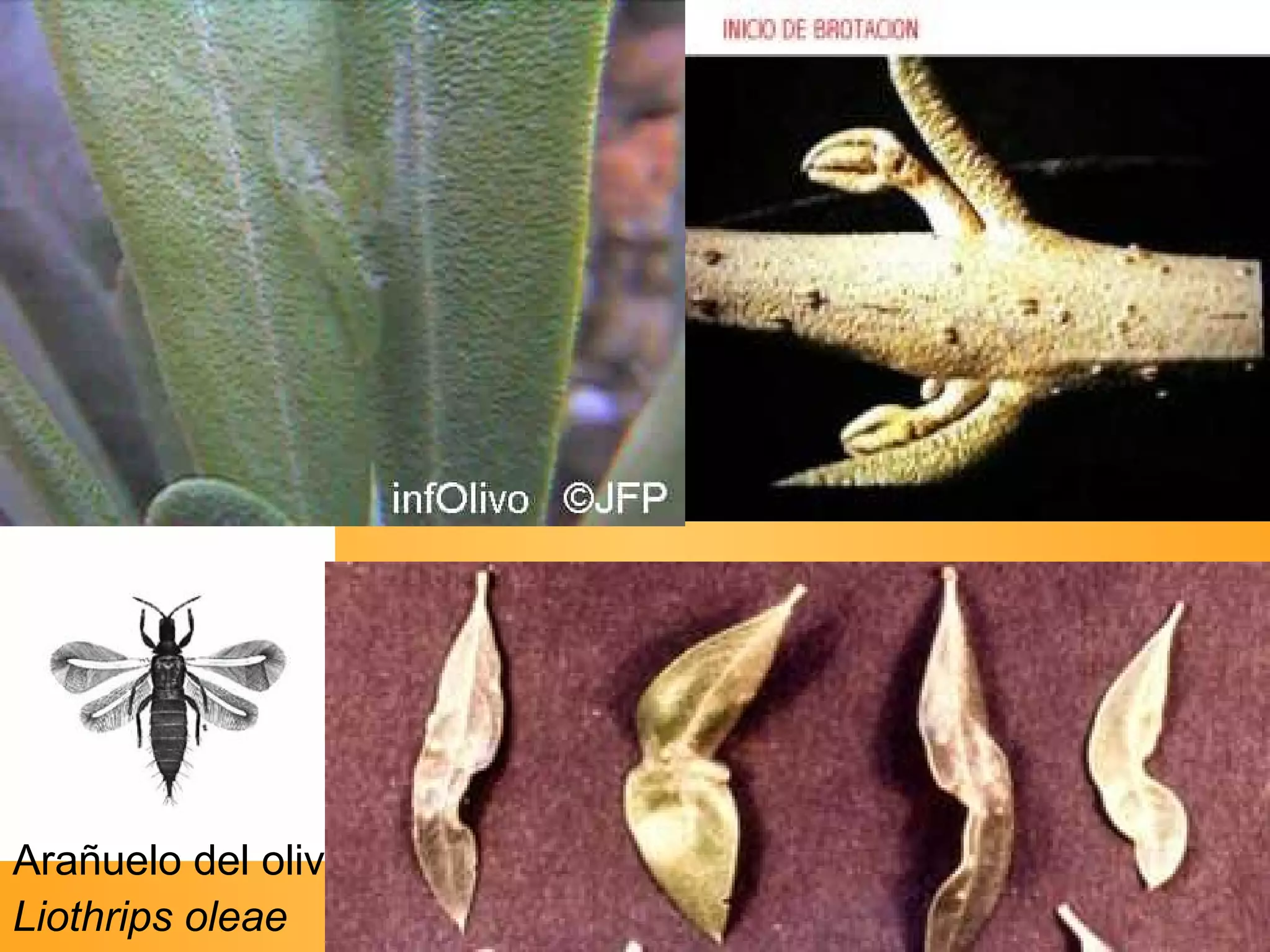 Arañuelo del olivo Liothrips oleae 