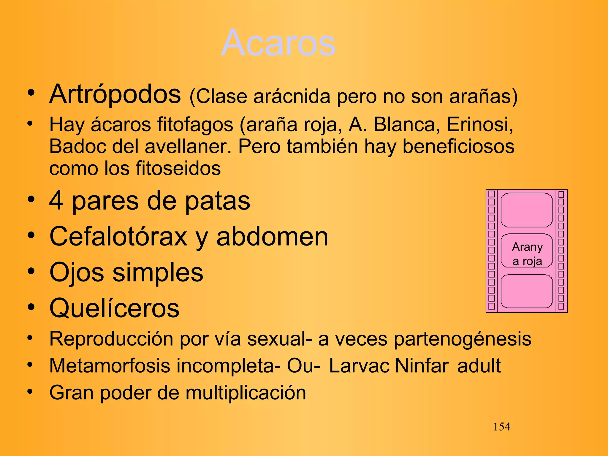 Acaros Artrópodos  (Clase arácnida pero no son arañas) Hay ácaros fitofagos (araña roja, A. Blanca, Erinosi, Badoc del avellaner. Pero también hay beneficiosos como los fitoseidos 4 pares de patas Cefalotórax y abdomen Ojos simples Quelíceros Reproducción por vía sexual- a veces partenogénesis Metamorfosis incompleta- OuLarvaNinfaadult Gran poder de multiplicación Aranya roja 