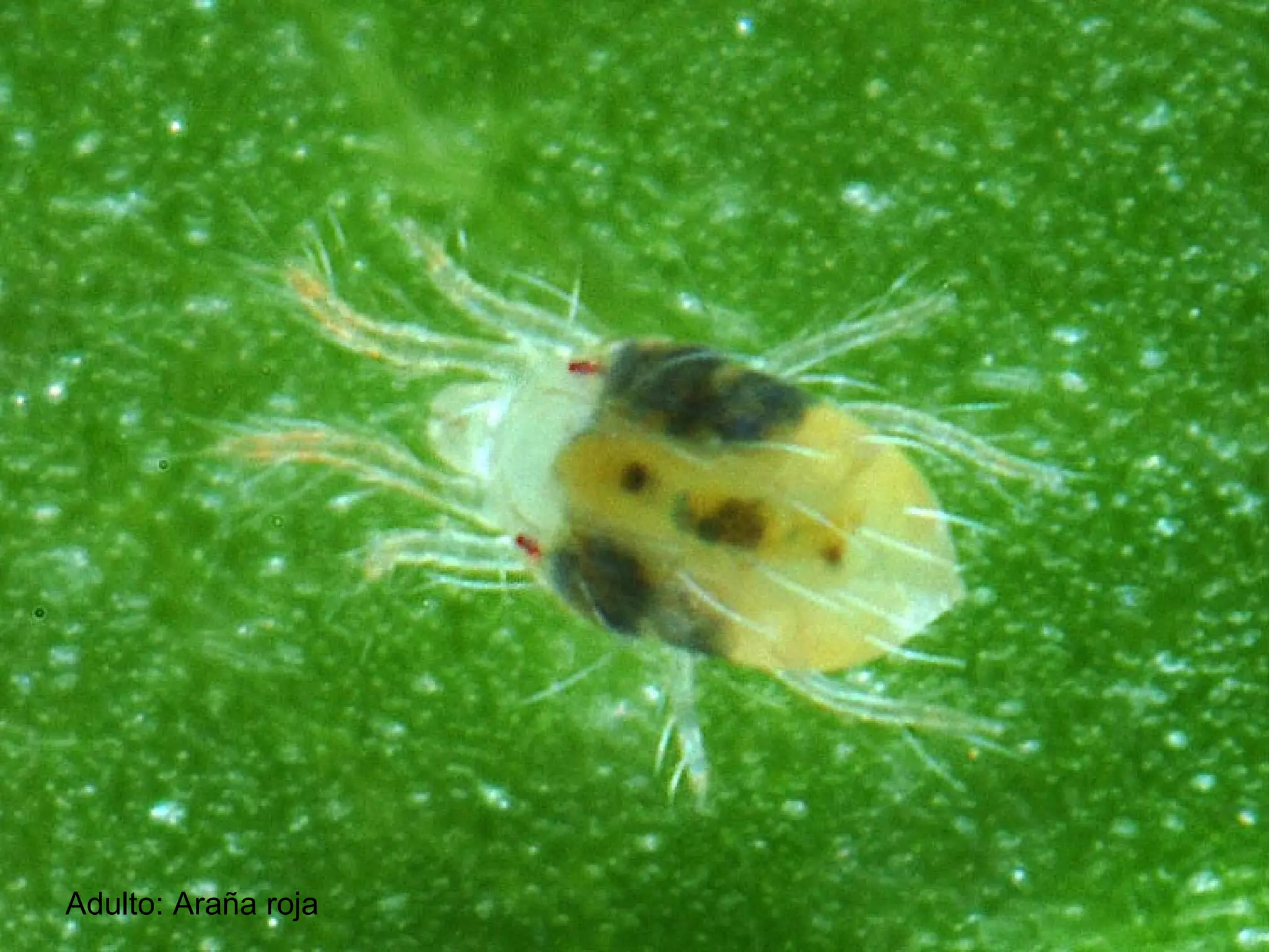 Adulto: Araña roja   
