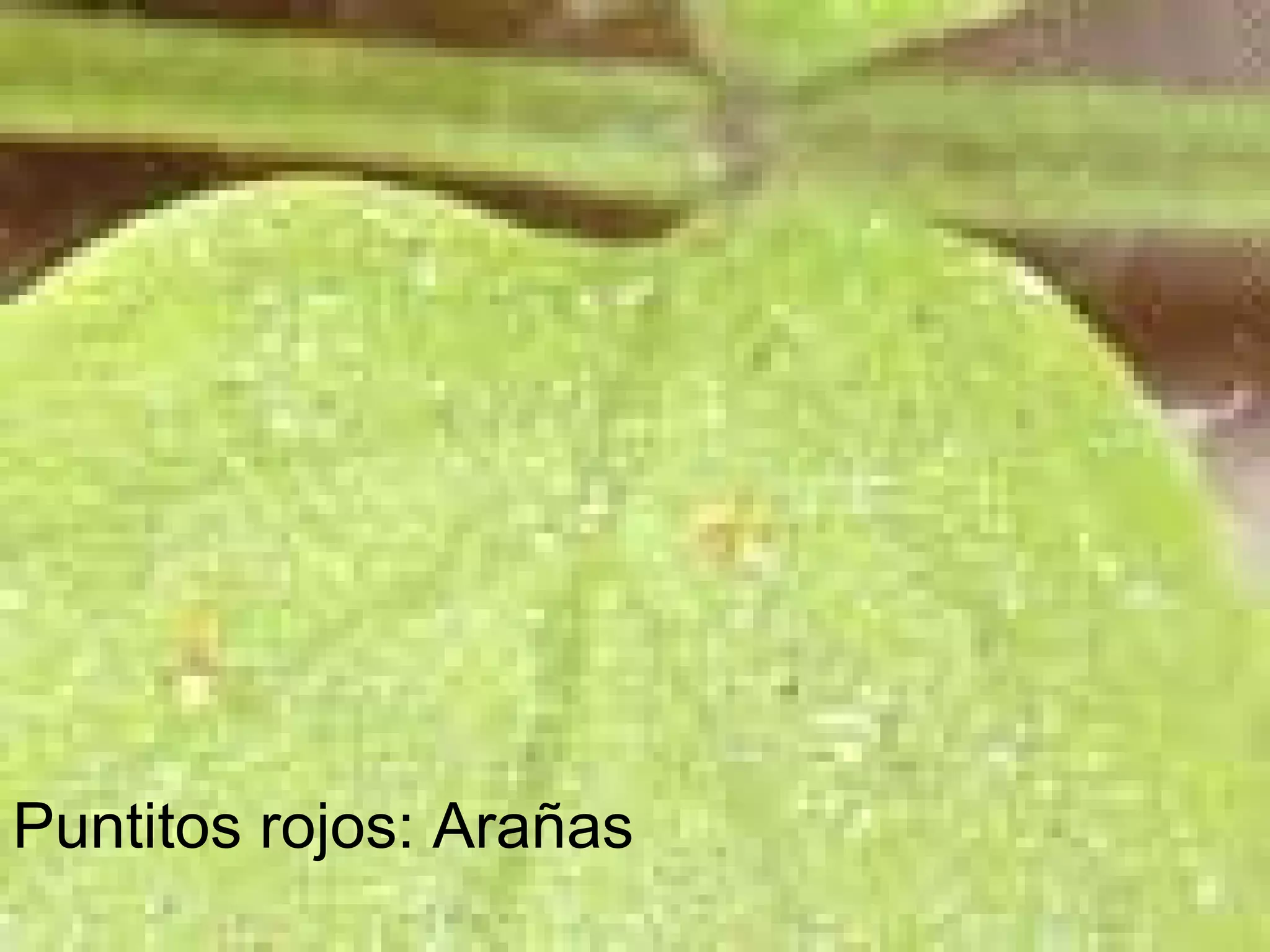 Puntitos rojos: Arañas   