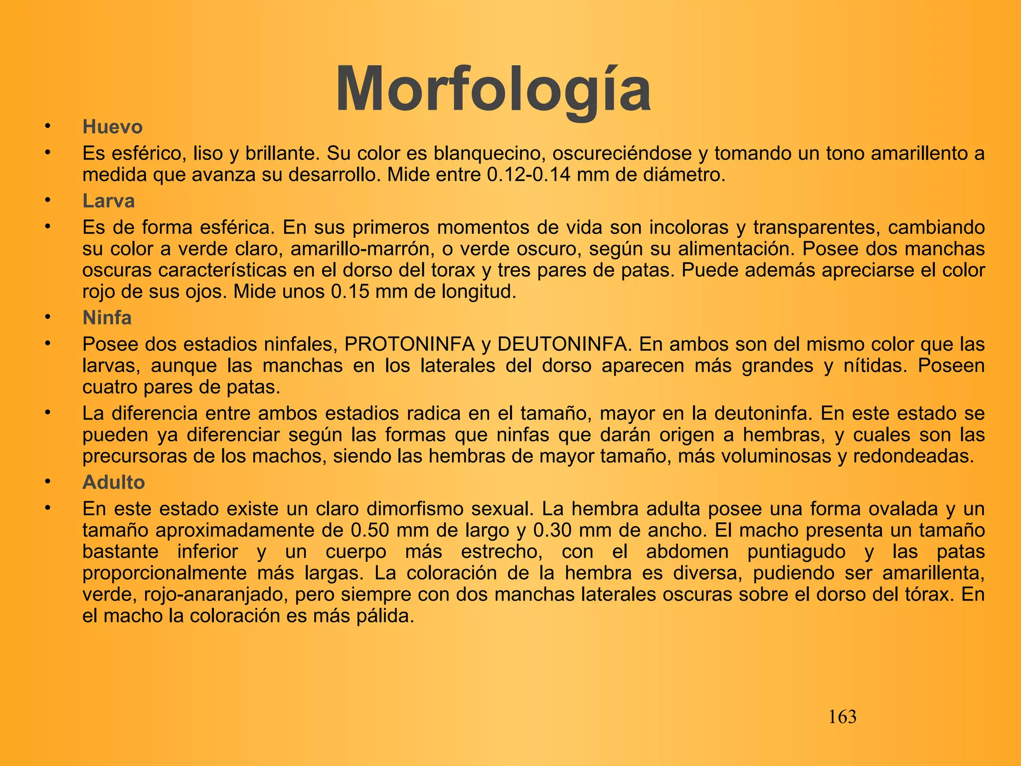 Morfología Huevo Es esférico, liso y brillante. Su color es blanquecino, oscureciéndose y tomando un tono amarillento a medida que avanza su desarrollo. Mide entre 0.12-0.14 mm de diámetro. Larva Es de forma esférica. En sus primeros momentos de vida son incoloras y transparentes, cambiando su color a verde claro, amarillo-marrón, o verde oscuro, según su alimentación. Posee dos manchas oscuras características en el dorso del torax y tres pares de patas. Puede además apreciarse el color rojo de sus ojos. Mide unos 0.15 mm de longitud. Ninfa Posee dos estadios ninfales, PROTONINFA y DEUTONINFA. En ambos son del mismo color que las larvas, aunque las manchas en los laterales del dorso aparecen más grandes y nítidas. Poseen cuatro pares de patas.  La diferencia entre ambos estadios radica en el tamaño, mayor en la deutoninfa. En este estado se pueden ya diferenciar según las formas que ninfas que darán origen a hembras, y cuales son las precursoras de los machos, siendo las hembras de mayor tamaño, más voluminosas y redondeadas.  Adulto En este estado existe un claro dimorfismo sexual. La hembra adulta posee una forma ovalada y un tamaño aproximadamente de 0.50 mm de largo y 0.30 mm de ancho. El macho presenta un tamaño bastante inferior y un cuerpo más estrecho, con el abdomen puntiagudo y las patas proporcionalmente más largas. La coloración de la hembra es diversa, pudiendo ser amarillenta, verde, rojo-anaranjado, pero siempre con dos manchas laterales oscuras sobre el dorso del tórax. En el macho la coloración es más pálida. 